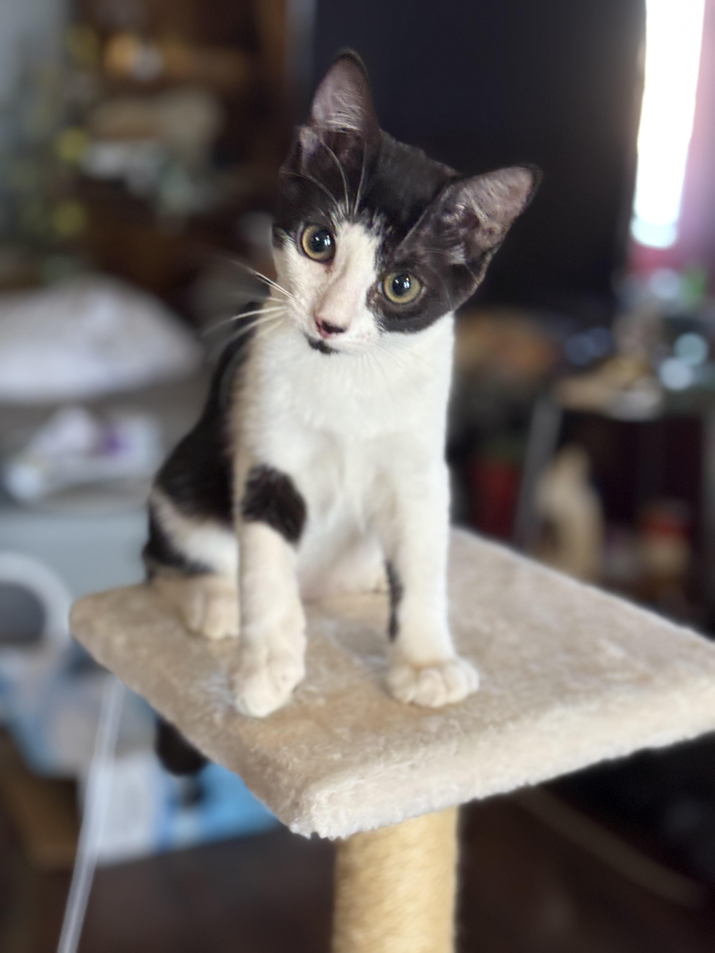 Cream, a Adoptable Domestic Short Hair in Oracle, AZ image 6/6