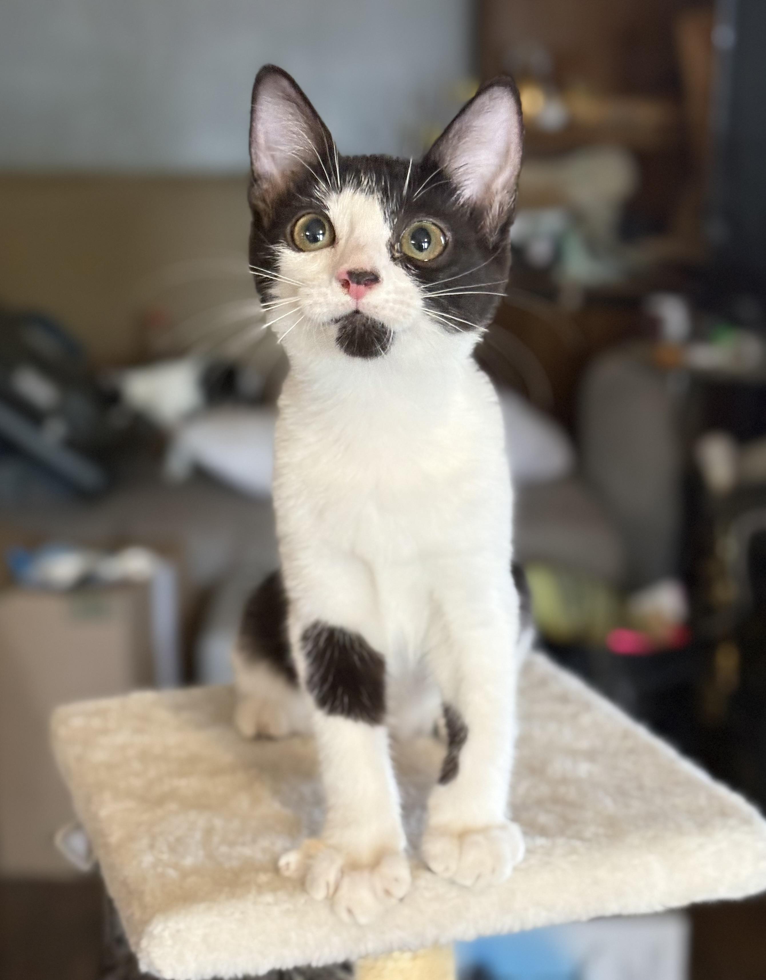 Cream, a Adoptable Domestic Short Hair in Oracle, AZ image 5/6