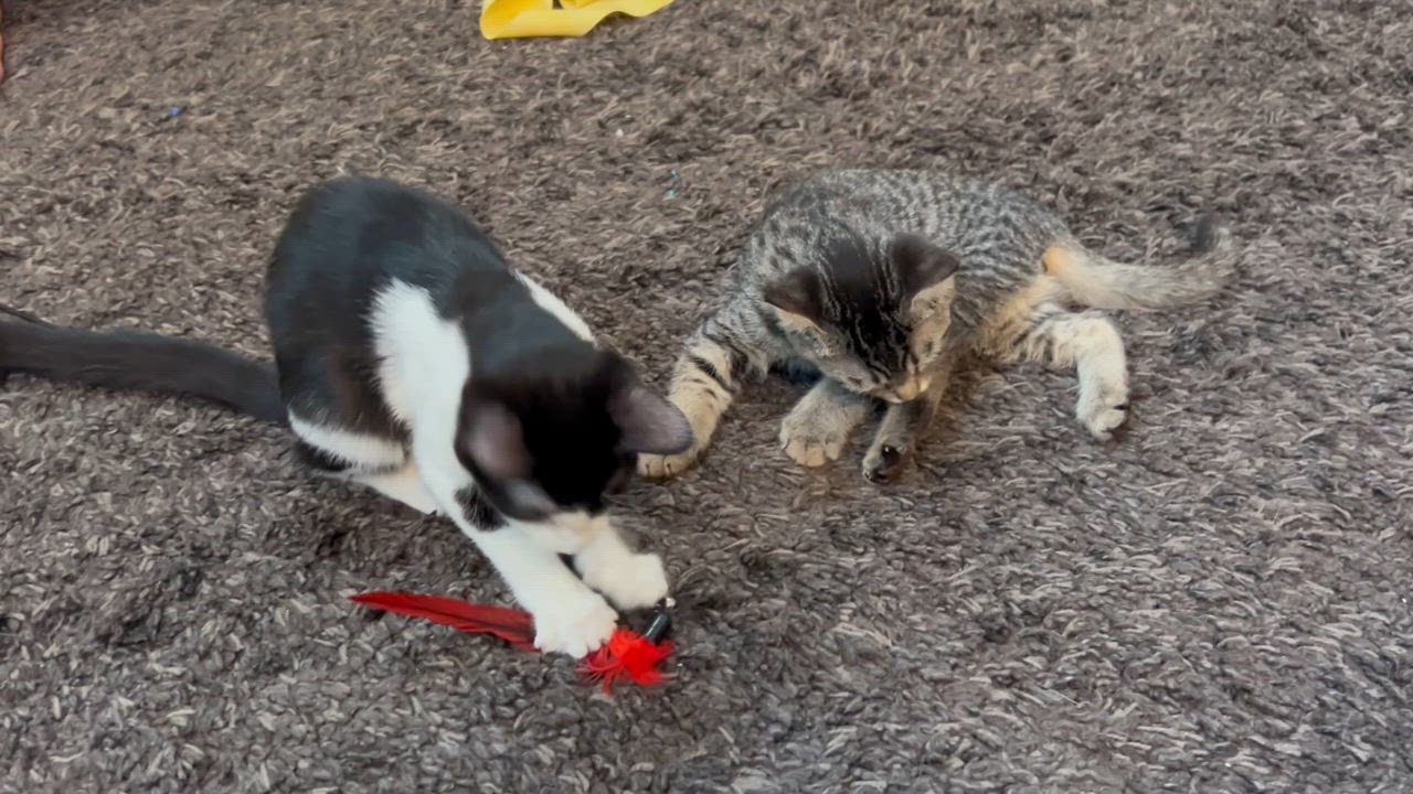 Enlarge Cream, a Adoptable Domestic Short Hair in Oracle, AZ video 2/6