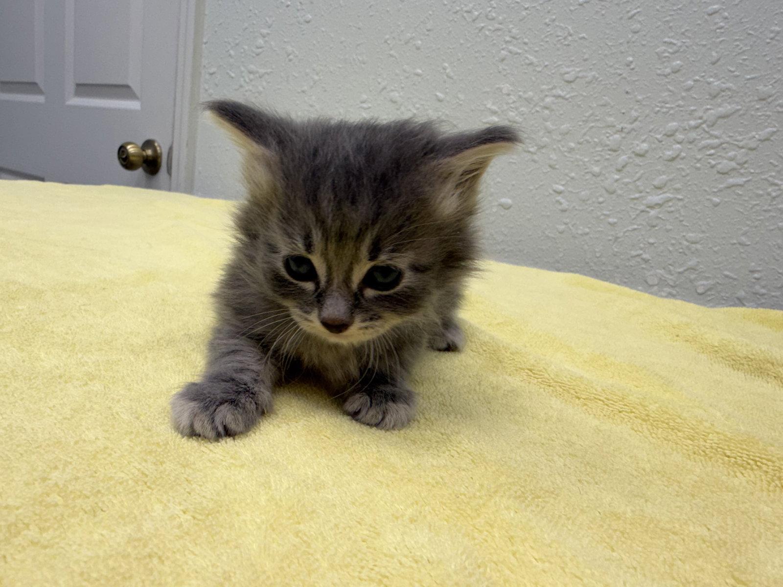 Enlarge Meenie, a Adopted mixed breed in Ocala, FL image 2/3