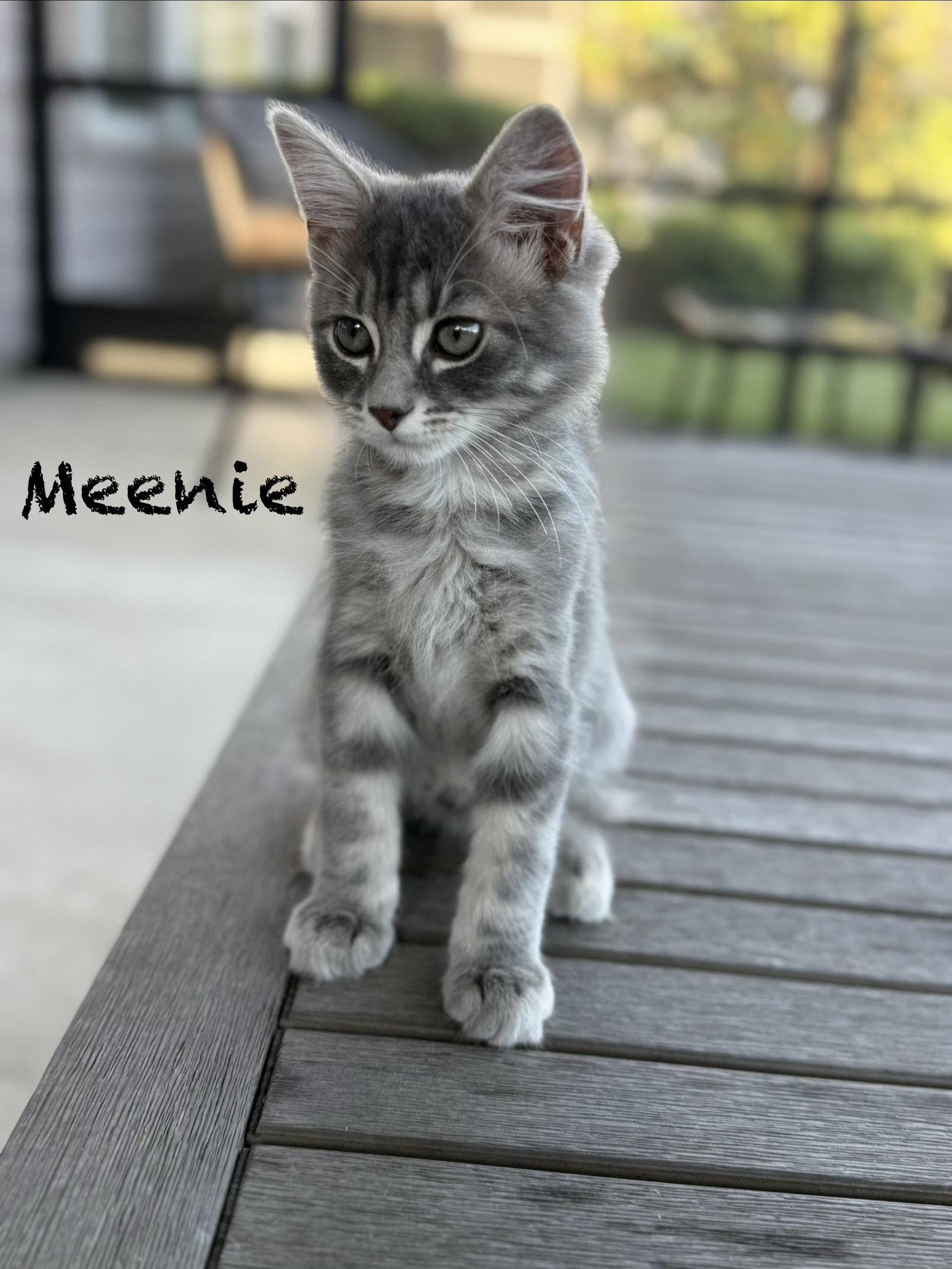 Enlarge Meenie, a Adopted mixed breed in Ocala, FL image 3/3