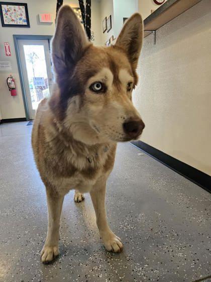 Enlarge Roy, an adopted Husky in Lakeside, AZ image 1/1