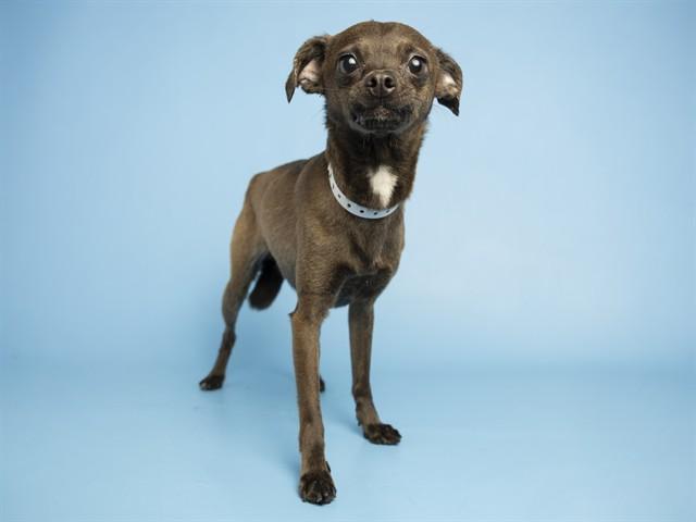ASHER, Adoptable, Adult Male Chihuahua.