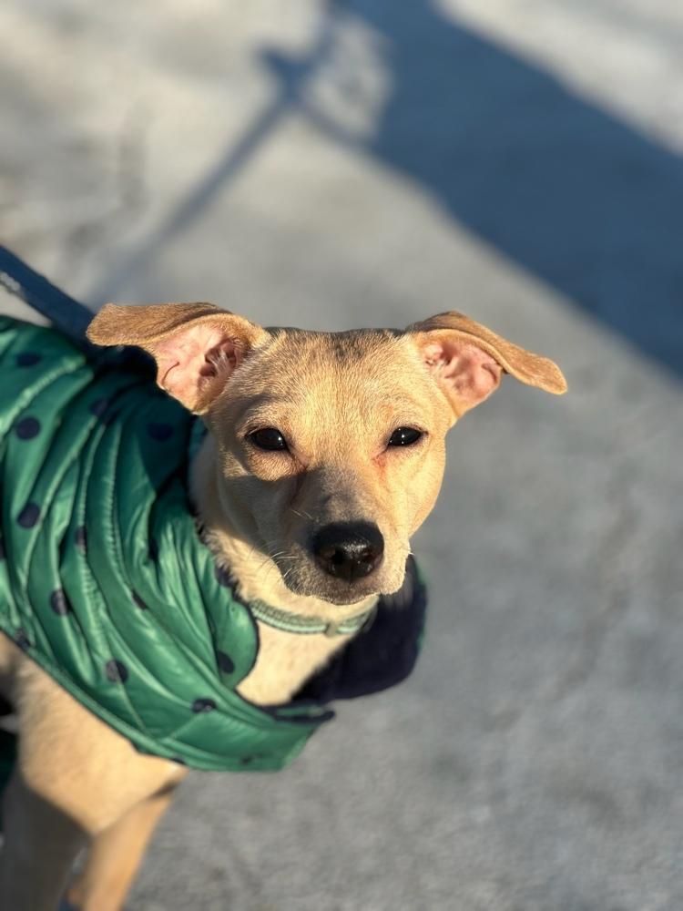 Nina, Adoptable, Young Female Chihuahua & Shih Tzu.