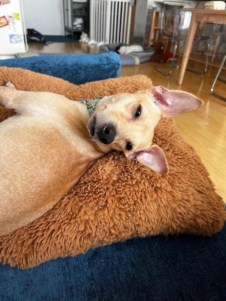 Nina, a Adoptable mixed breed in Manhattan, NY image 2/3