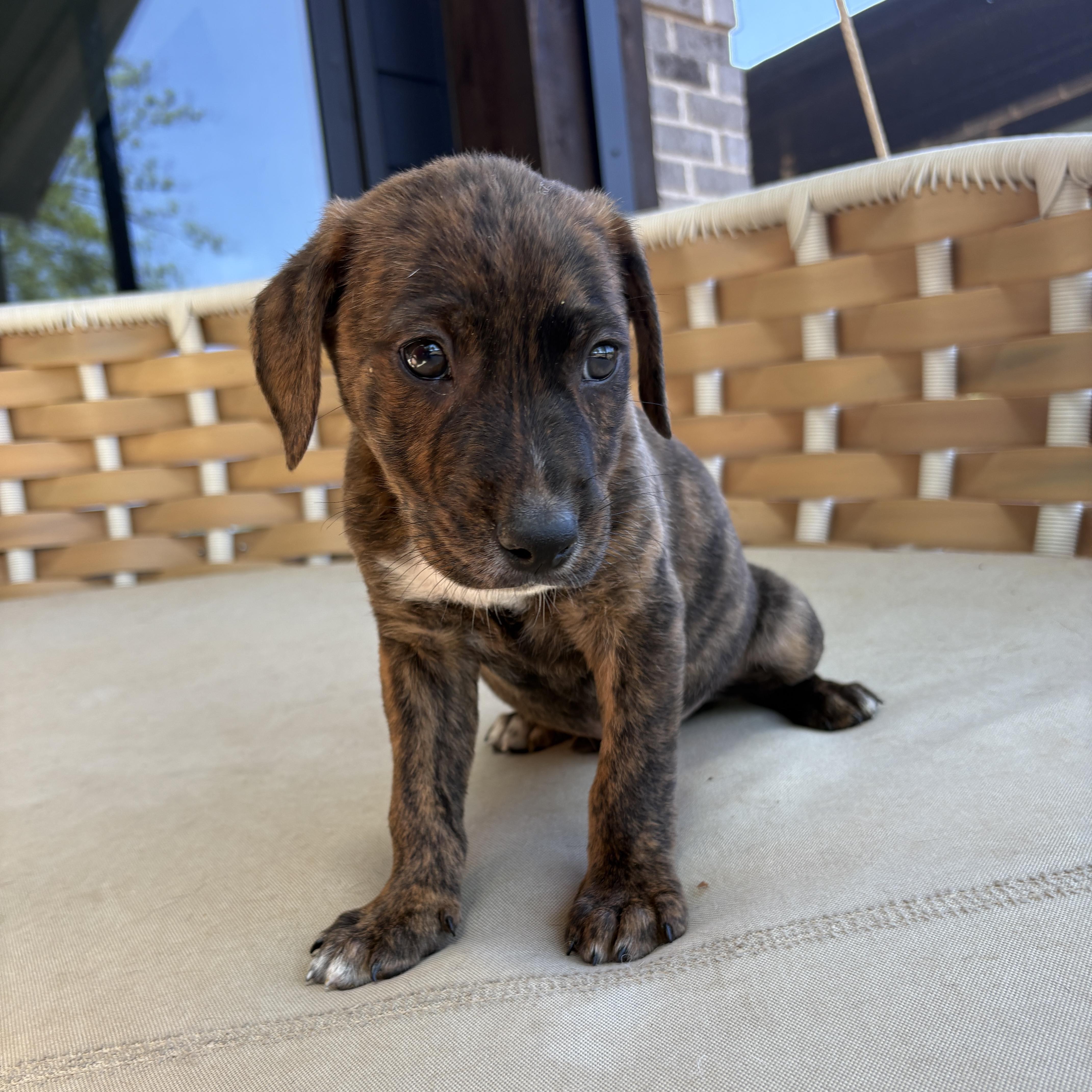 Enlarge Fabio, a Adoptable Mixed Breed in Charlotte, NC image 3/3
