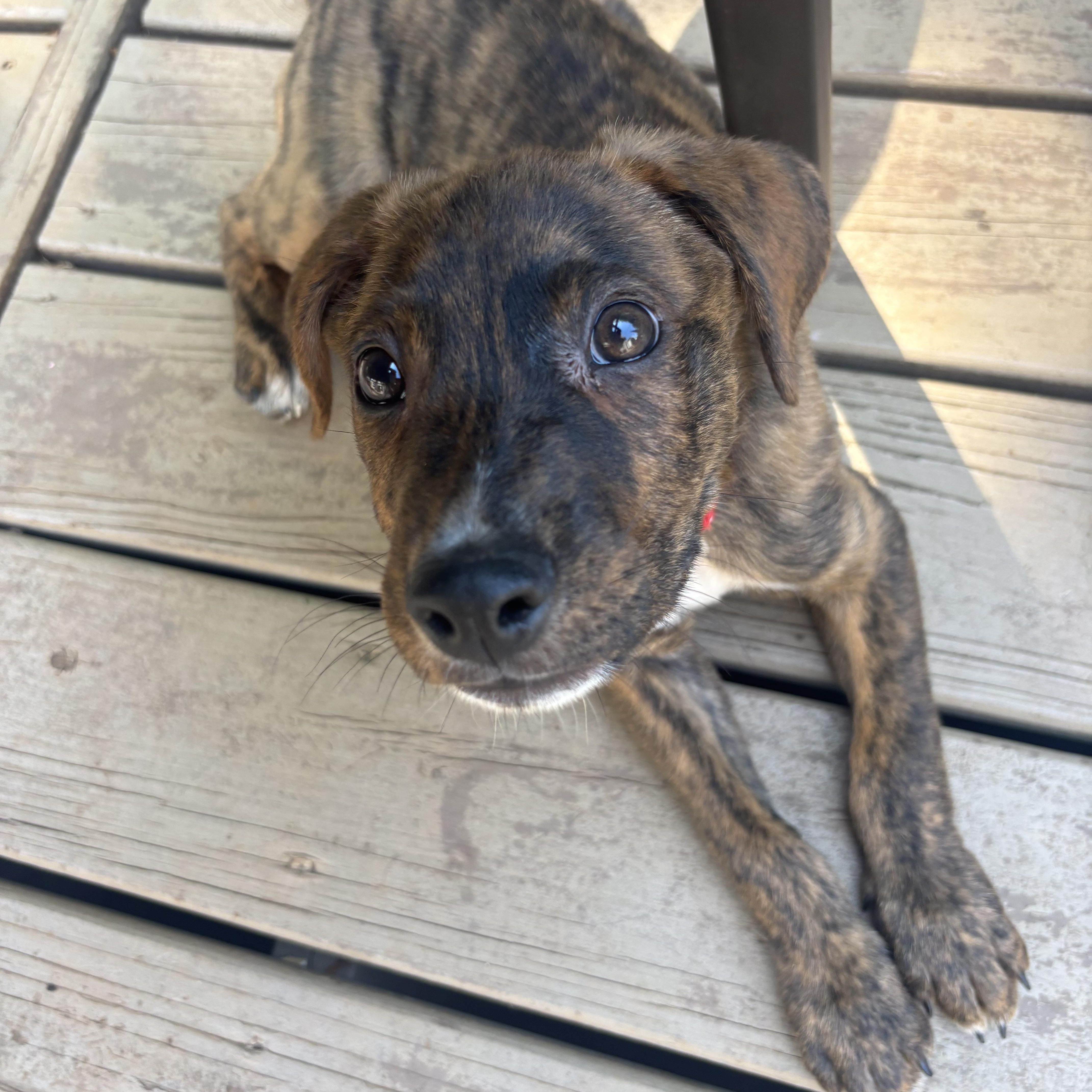 Fabio, a Adoptable Mixed Breed in Charlotte, NC image 3/5