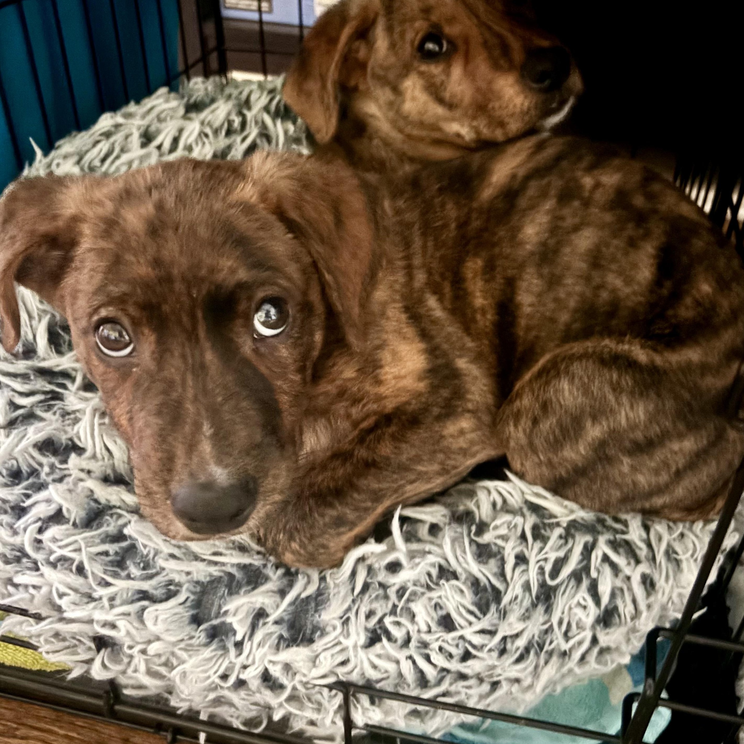 Fabio, a Adoptable Mixed Breed in Charlotte, NC image 5/5