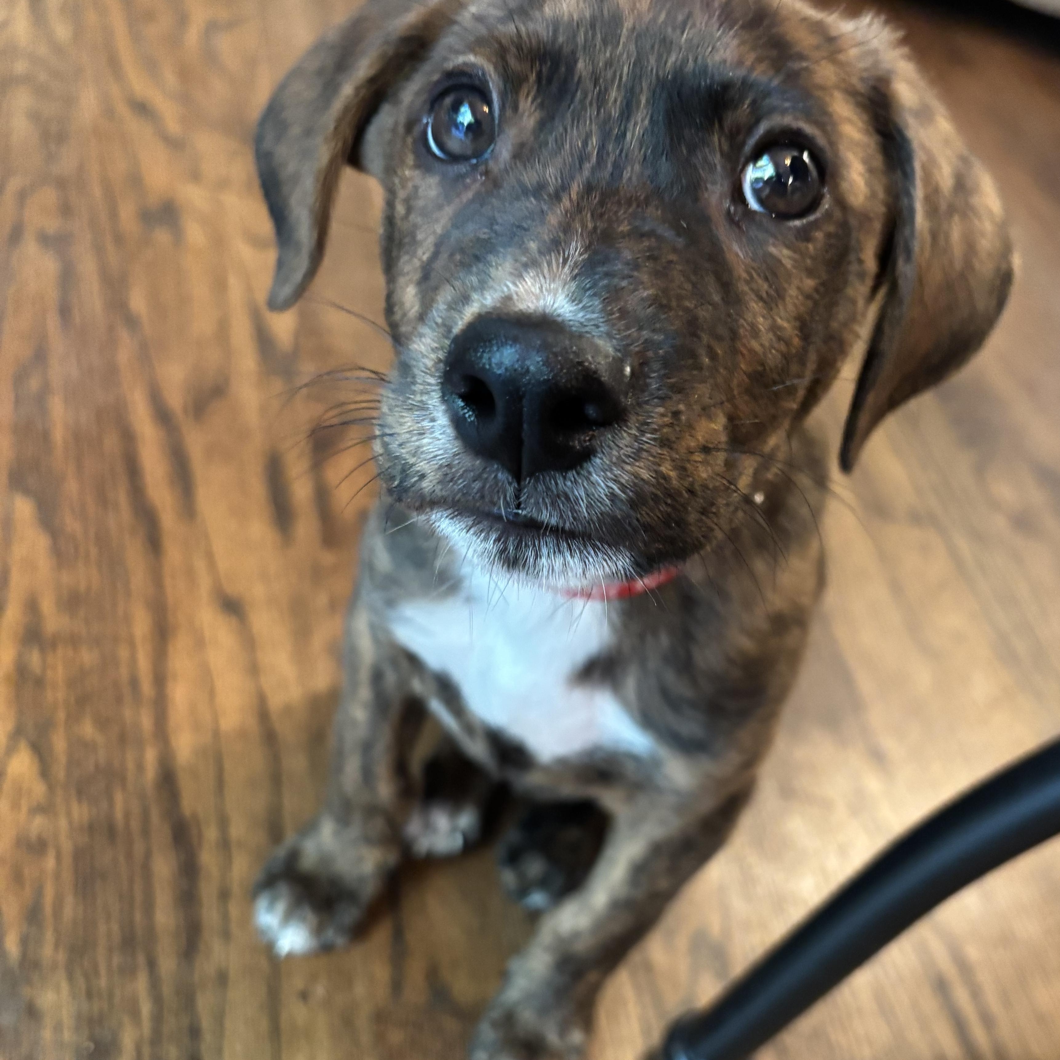 Fabio, a Adoptable Mixed Breed in Charlotte, NC image 2/5