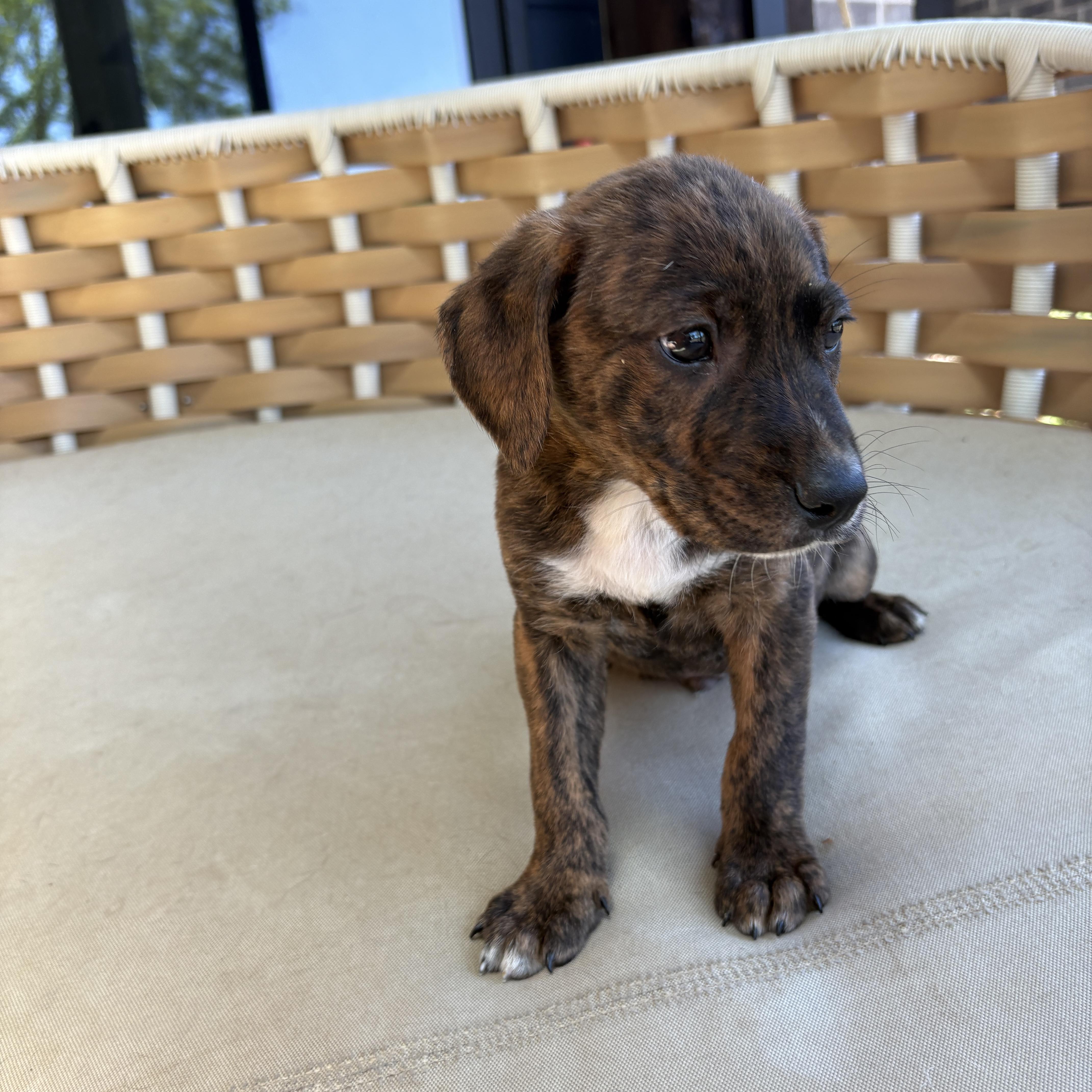 Enlarge Fabio, a Adoptable Mixed Breed in Charlotte, NC image 2/3