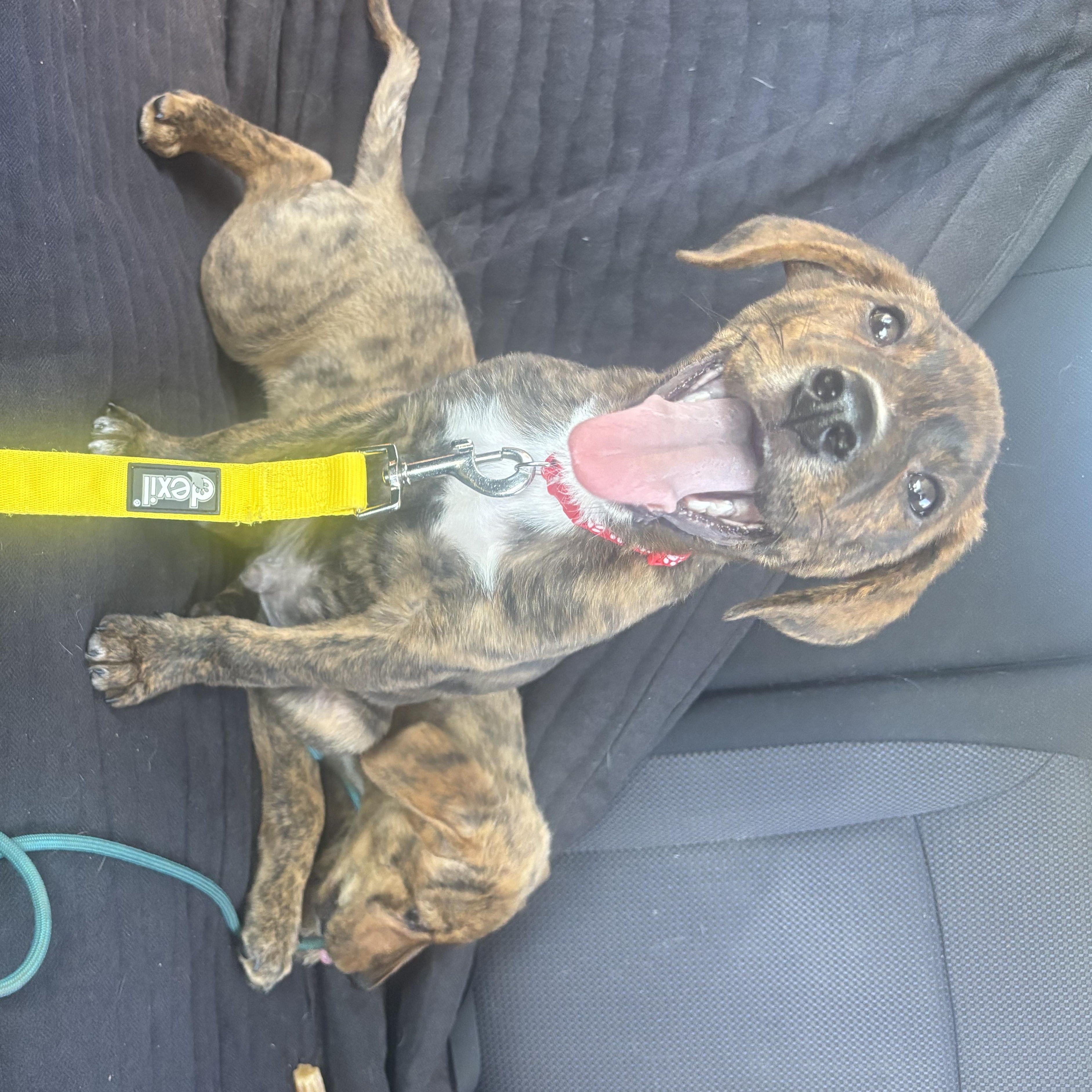 Fabio, a Adoptable Mixed Breed in Charlotte, NC image 4/5