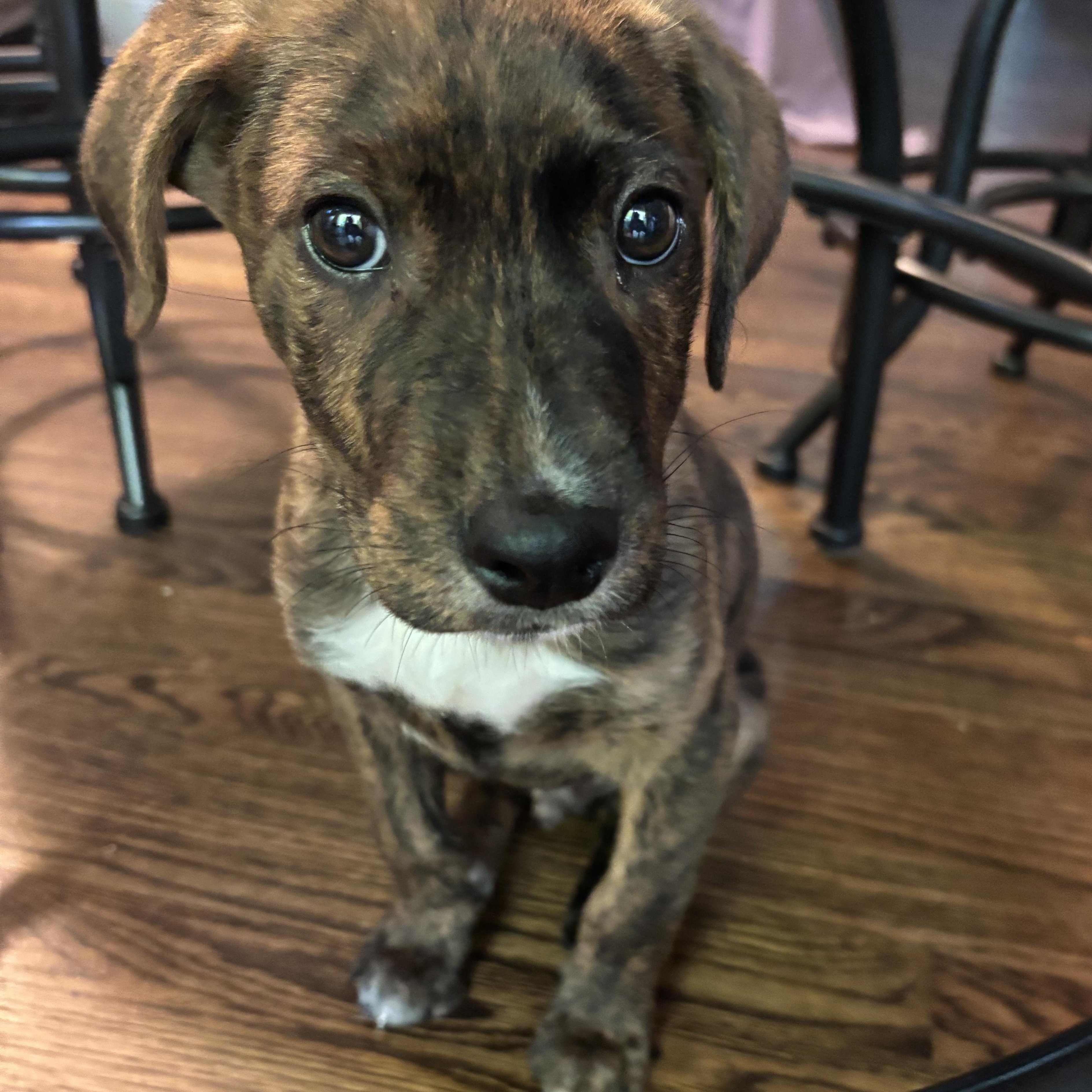Fabio, Adoptable, Puppy Male Mixed Breed.