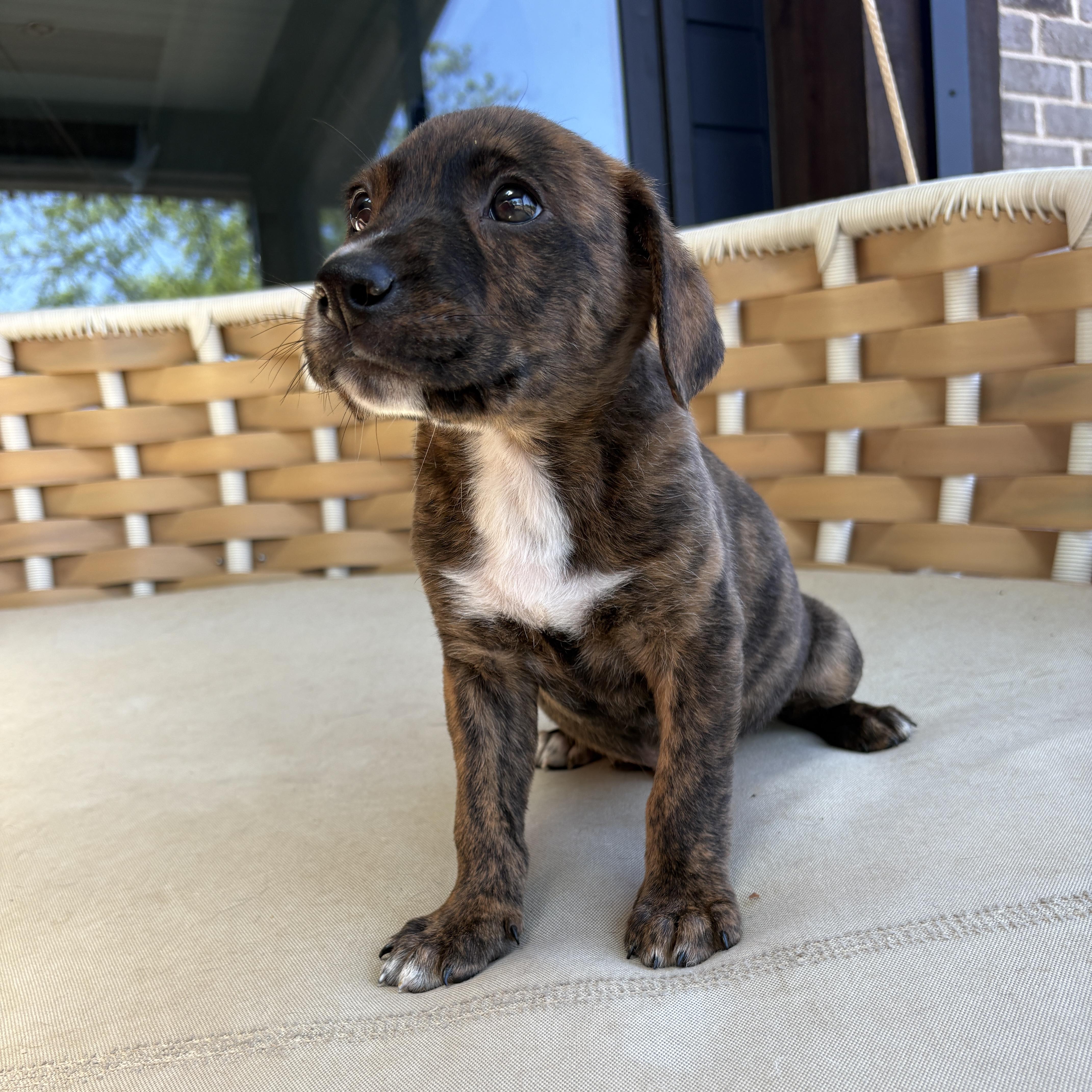 Fabio, Adoptable, Puppy Male Mixed Breed.