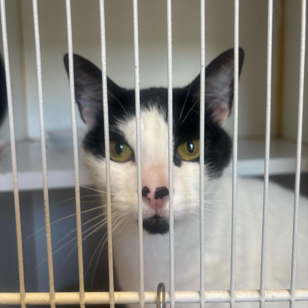Lisa, ADOPTABLE, Adult Female Domestic Short Hair.