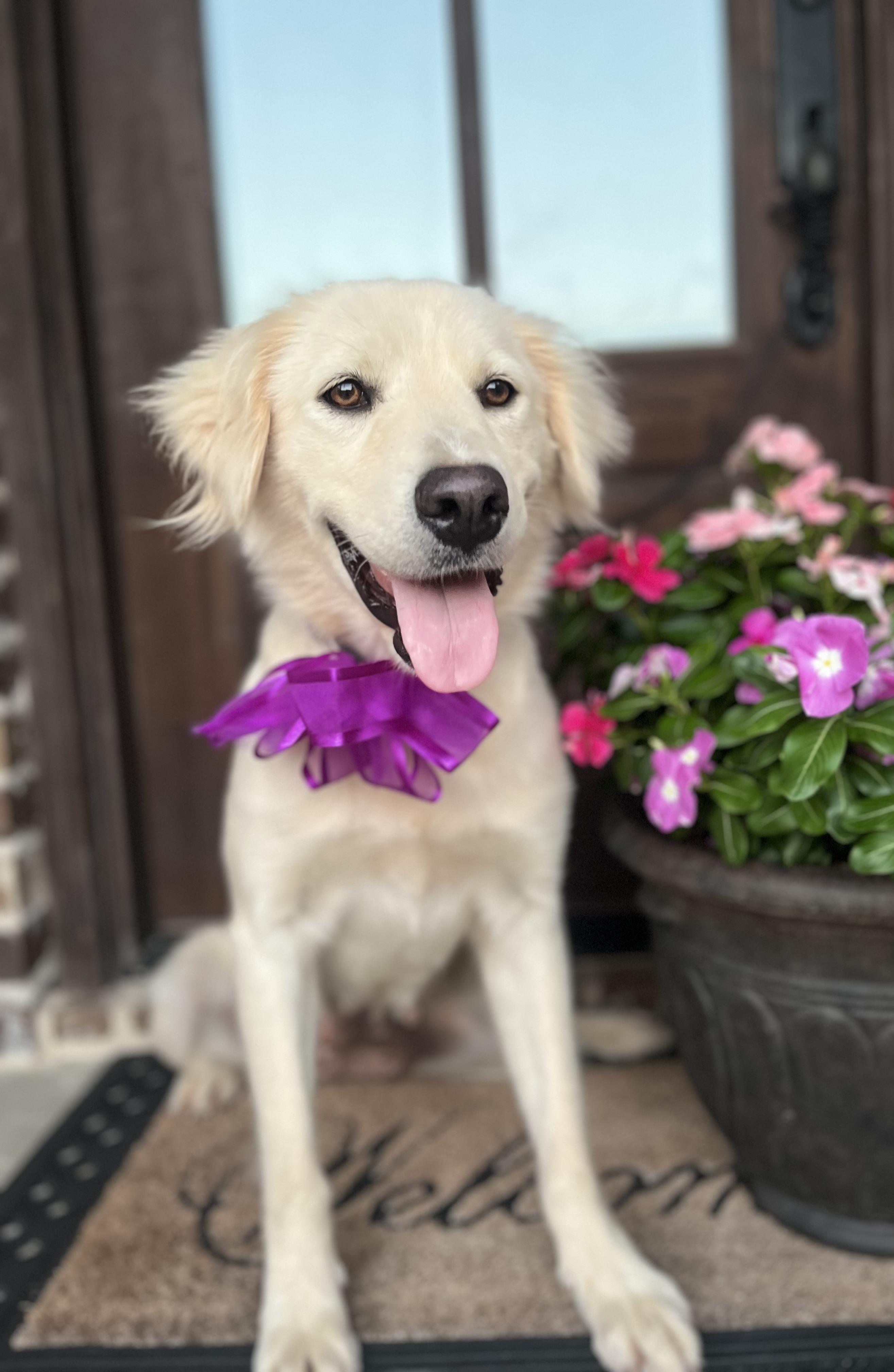 Betsy, a ADOPTABLE mixed breed in Mendham, NJ image 6/6