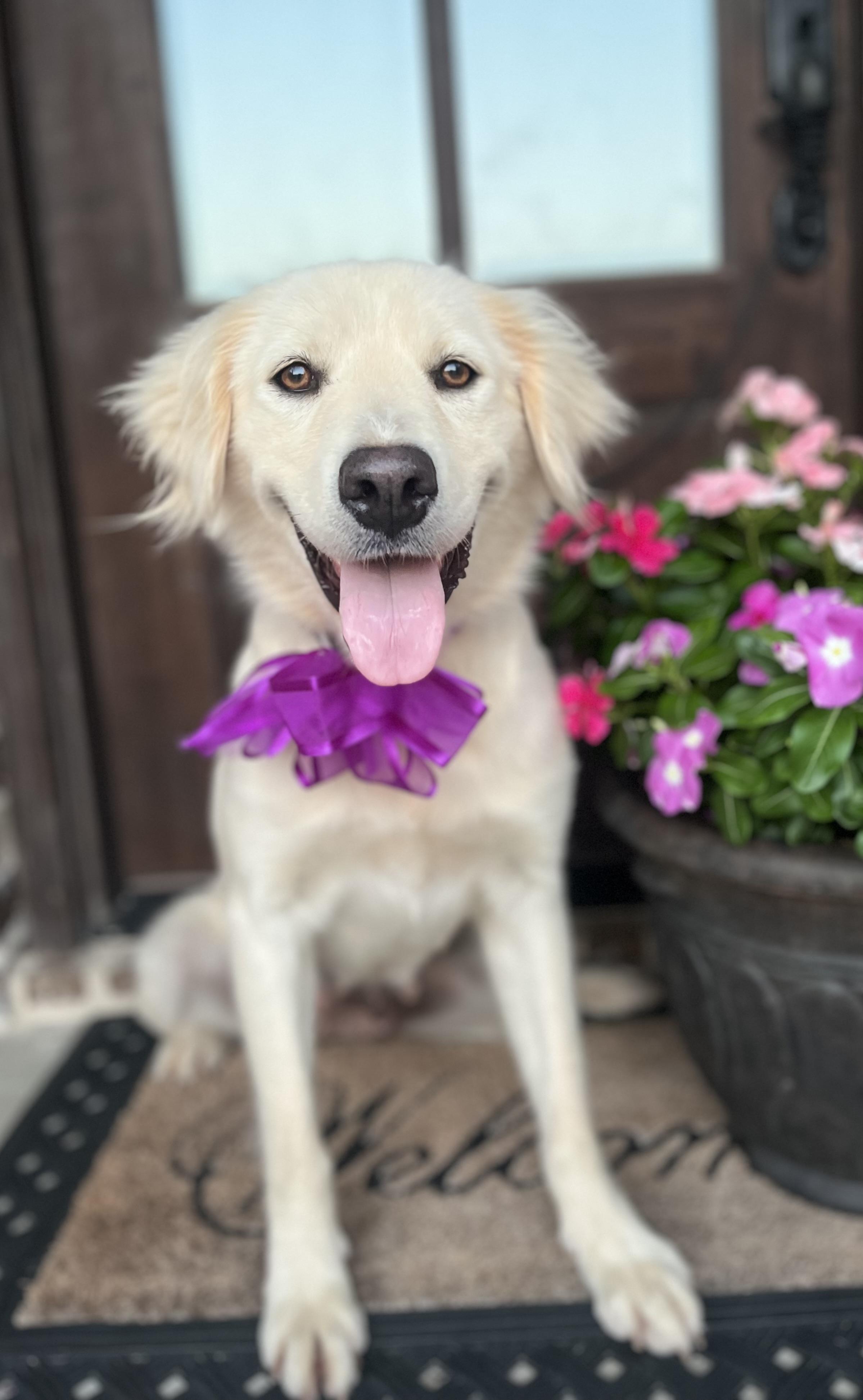Betsy, a ADOPTABLE mixed breed in Mendham, NJ image 4/6