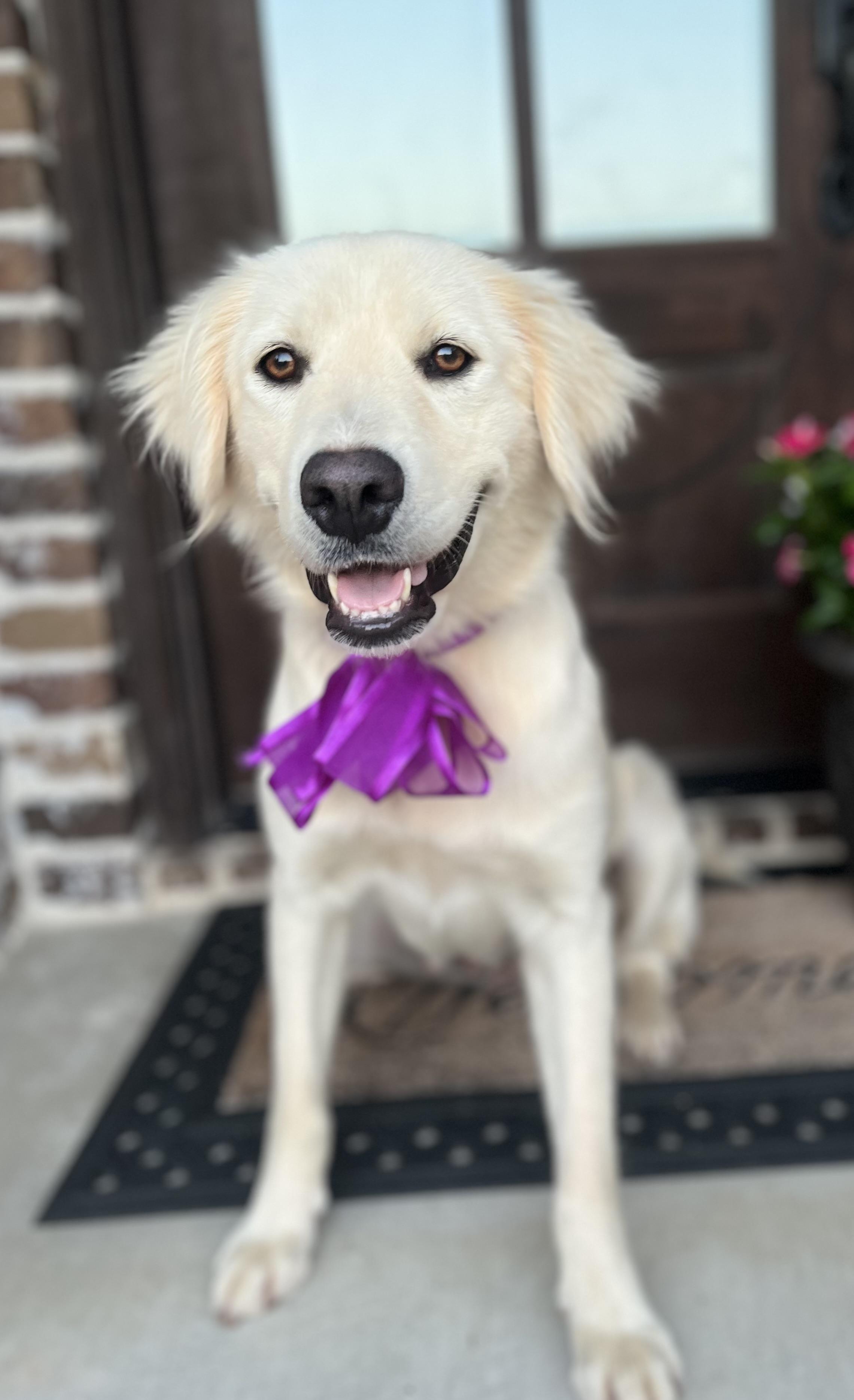 Betsy, ADOPTABLE, Adult Female Golden Retriever & Great Pyrenees.