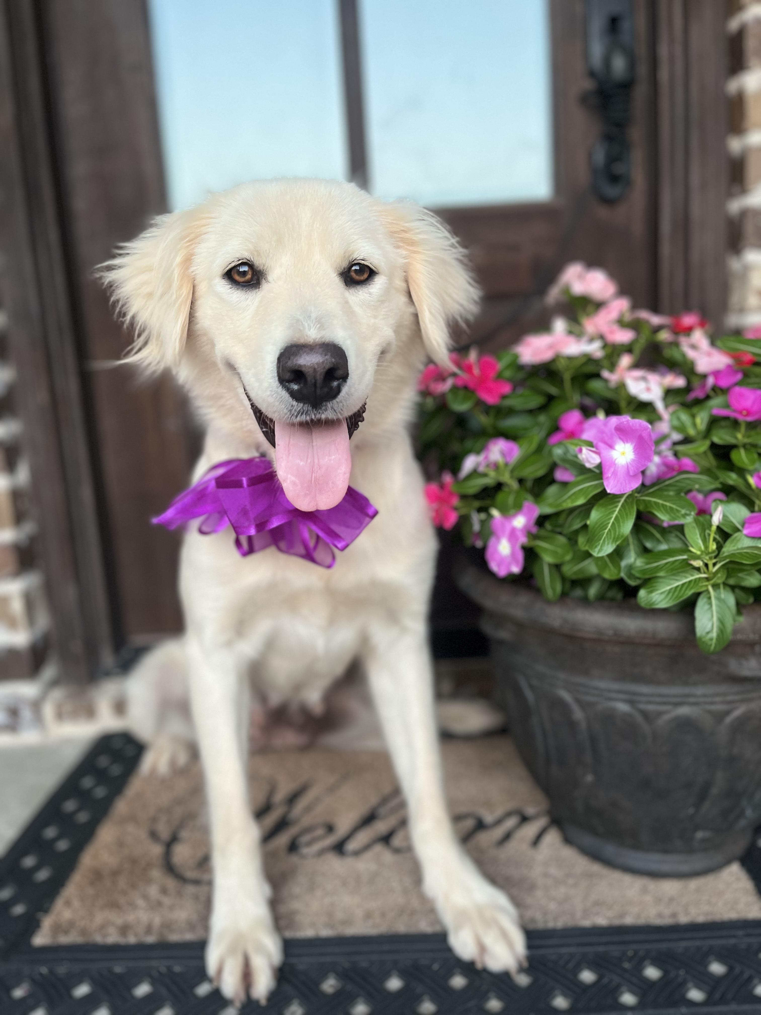 Betsy, a ADOPTABLE mixed breed in Mendham, NJ image 5/6