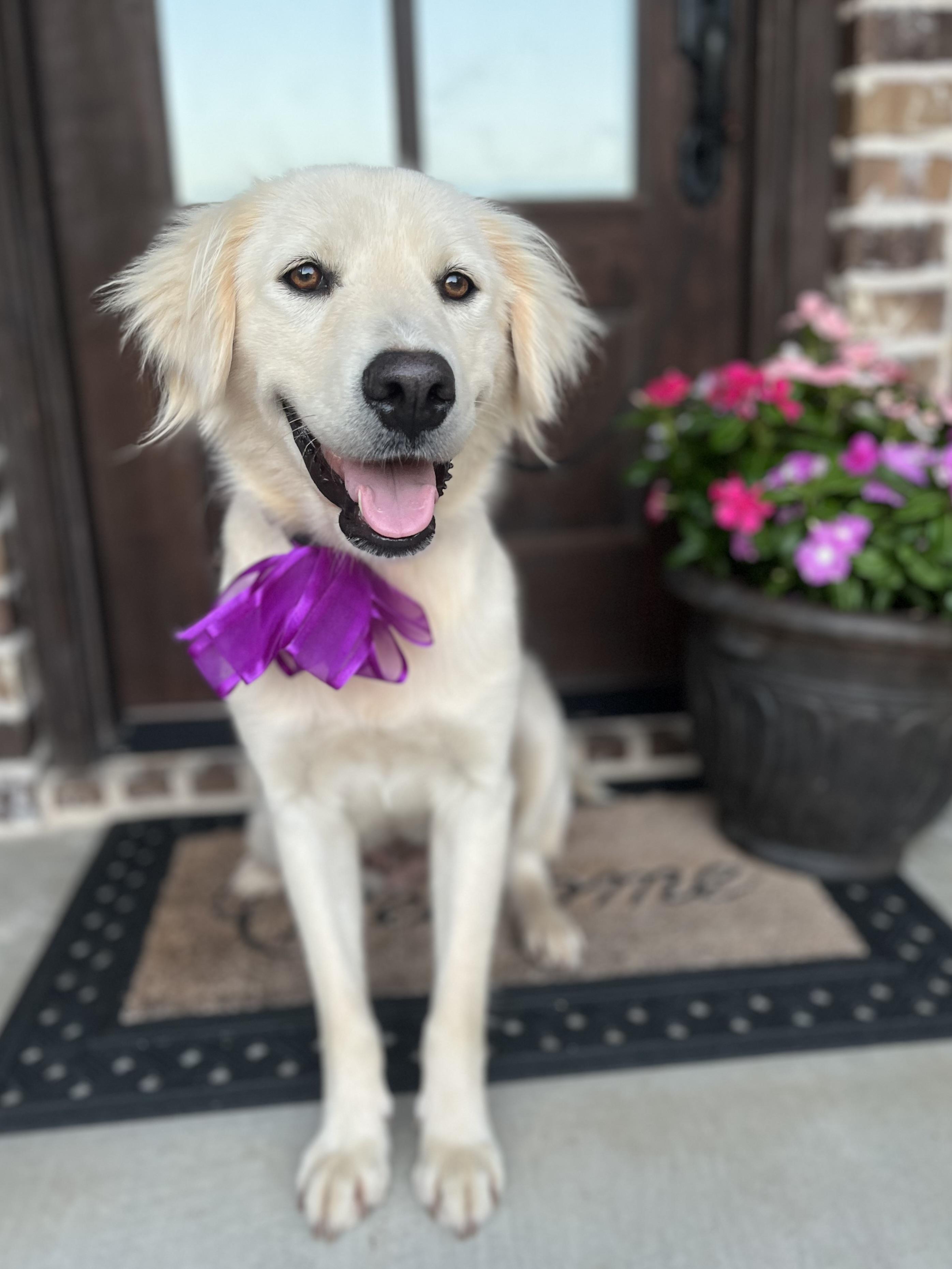 Betsy, a ADOPTABLE mixed breed in Mendham, NJ image 3/6