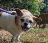 Enlarge Leroy, a Adoptable mixed breed in Nashua, NH image 1/1