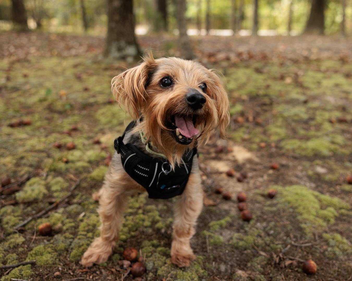 JJ, ADOPTABLE, Senior Male Yorkshire Terrier & Schnauzer.