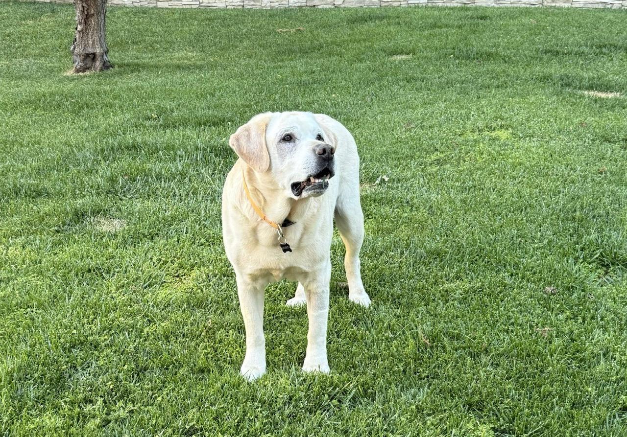 Enlarge Walter, an adopted Labrador Retriever in Sacramento, CA image 6/6