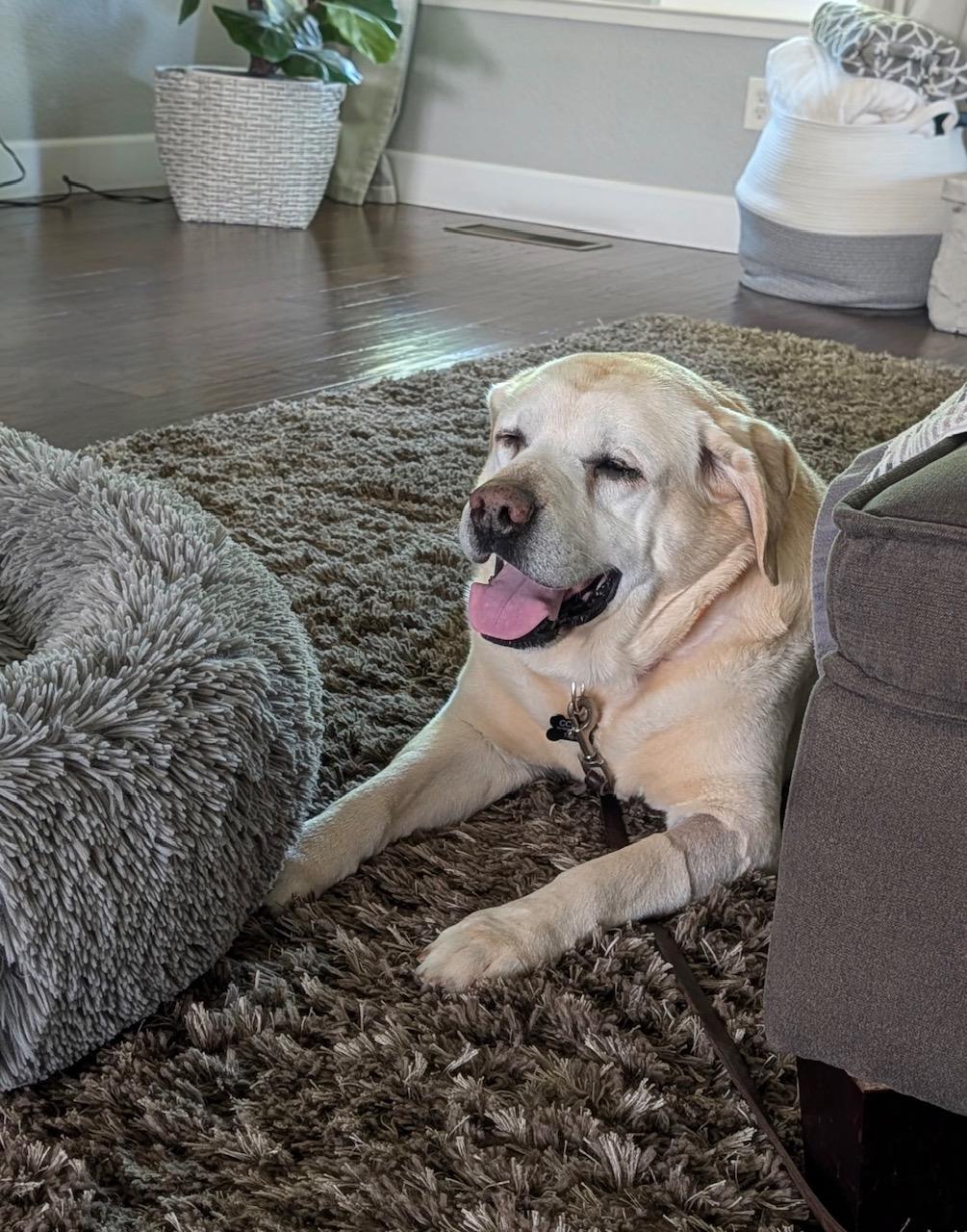 Enlarge Walter, an adopted Labrador Retriever in Sacramento, CA image 2/6
