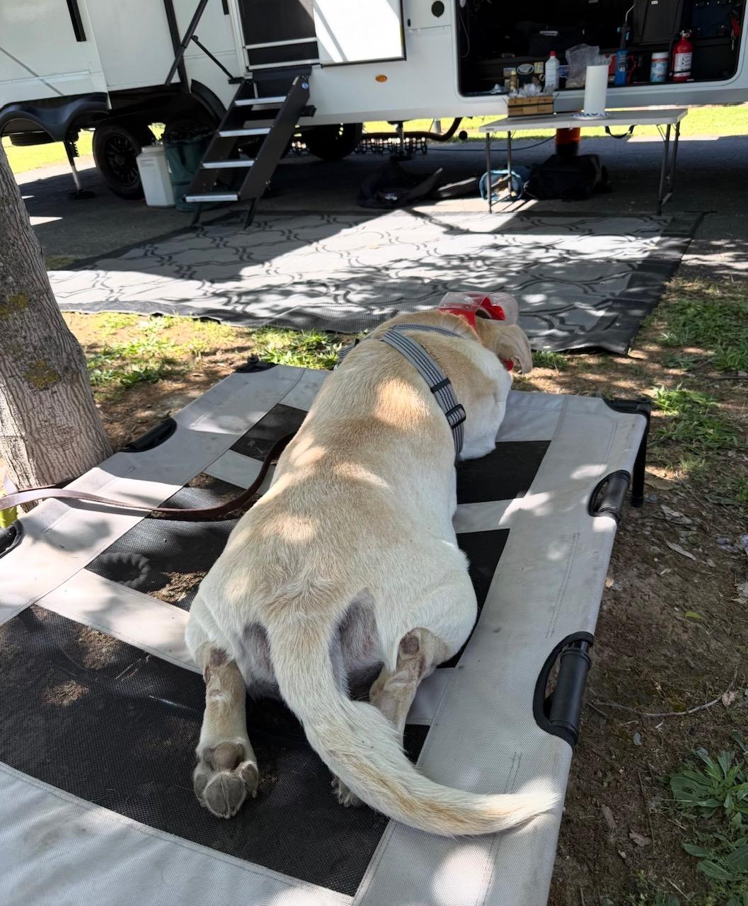 Enlarge Walter, an adopted Labrador Retriever in Sacramento, CA image 3/6