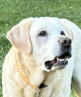 Enlarge Walter, an adopted Labrador Retriever in Sacramento, CA image 1/6