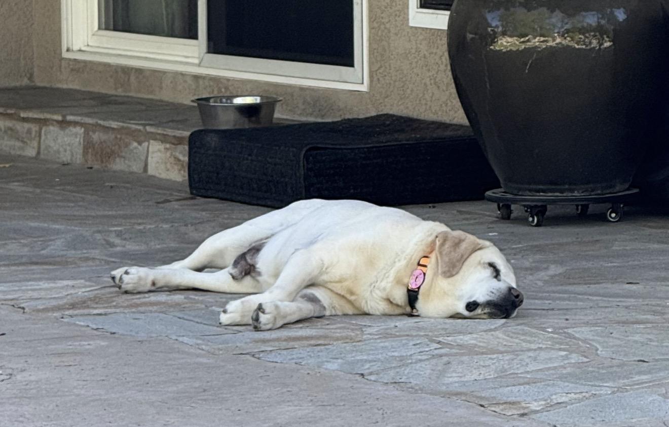 Enlarge Walter, an adopted Labrador Retriever in Sacramento, CA image 5/6