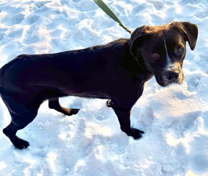Elvis, Adoptable, Young Male Labrador Retriever & Border Collie.