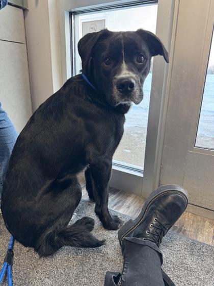 Enlarge Elvis, a Adoptable mixed breed in Willmar, MN image 2/2