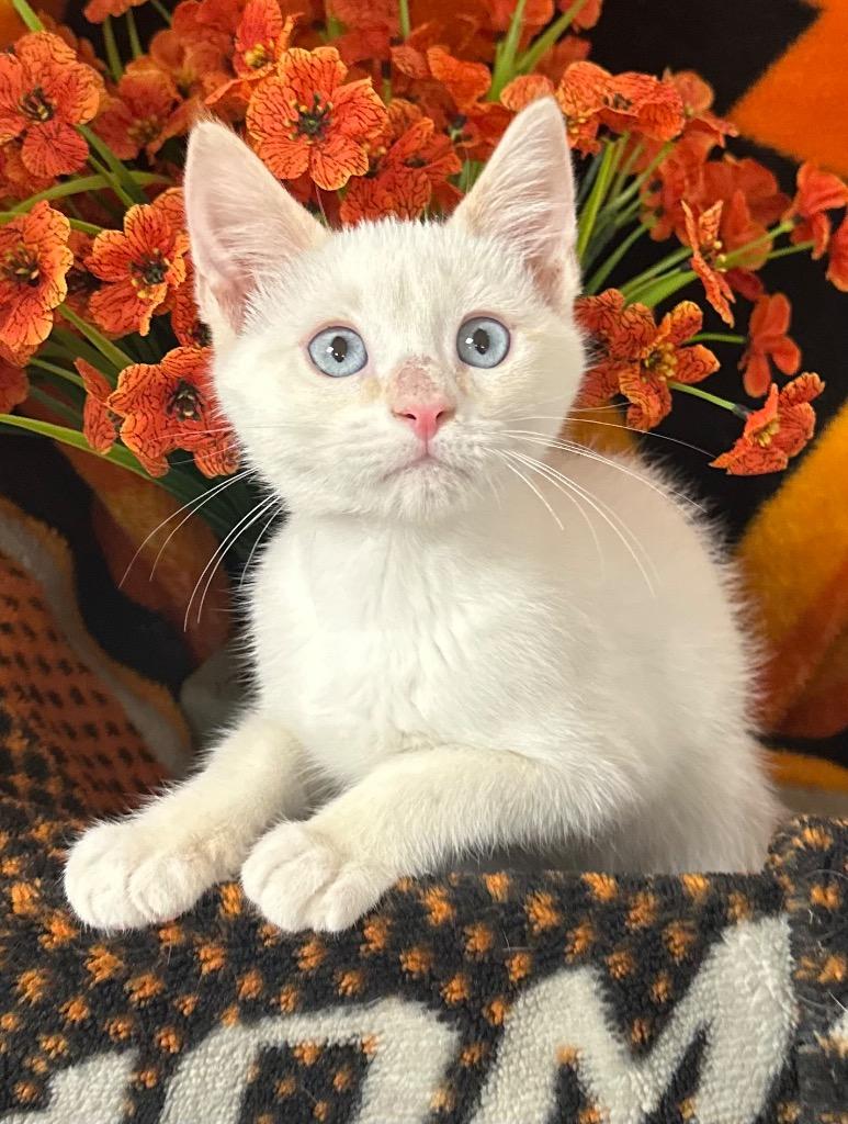 2/6/26 - Saturn, Adopted, Kitten Male Domestic Short Hair.