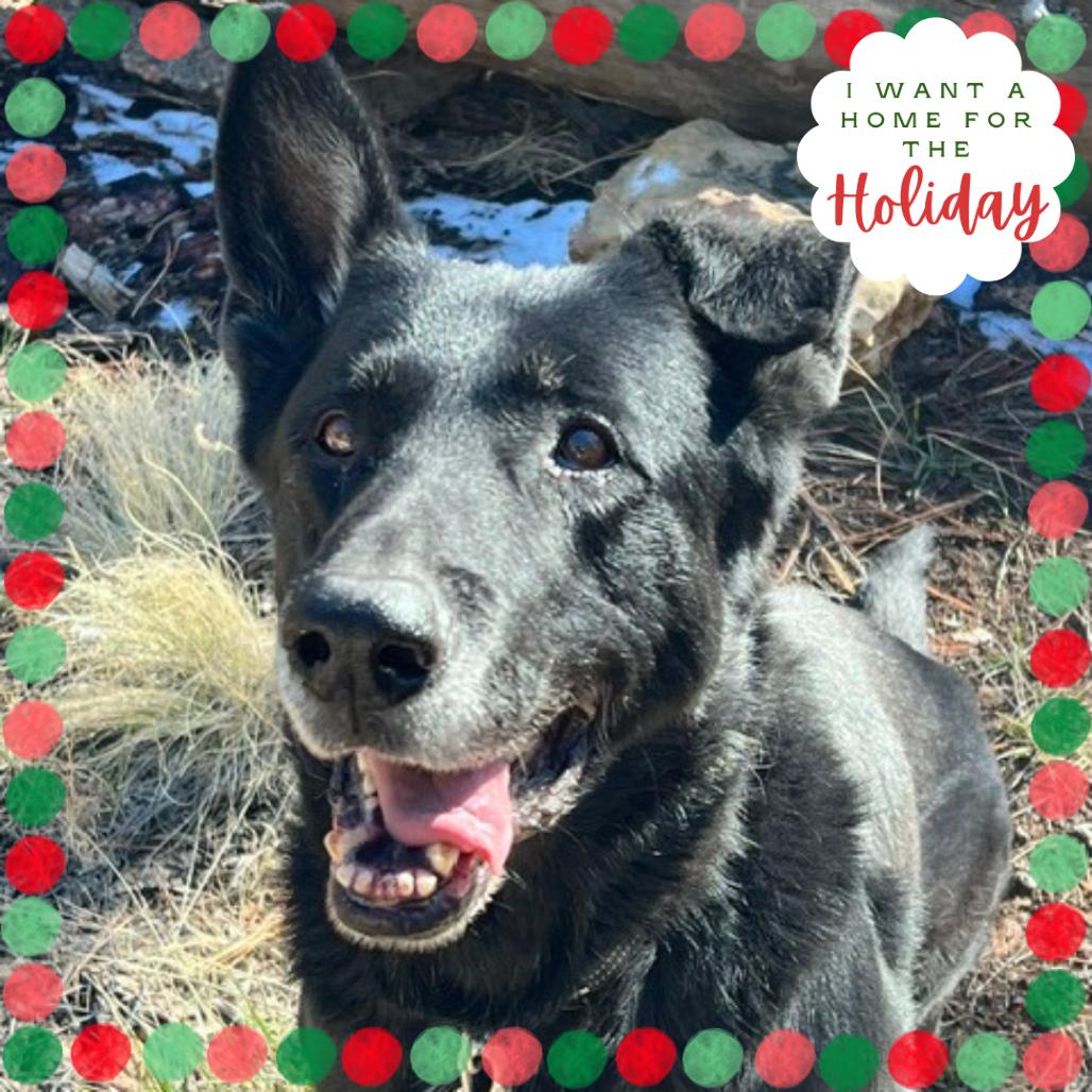 Ares - Very Intelligent!, a Adoptable German Shepherd Dog in Flagstaff, AZ image 1/6