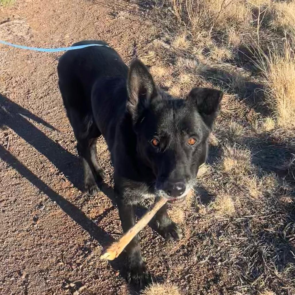 Ares - Very Intelligent!, a Adoptable German Shepherd Dog in Flagstaff, AZ image 2/6