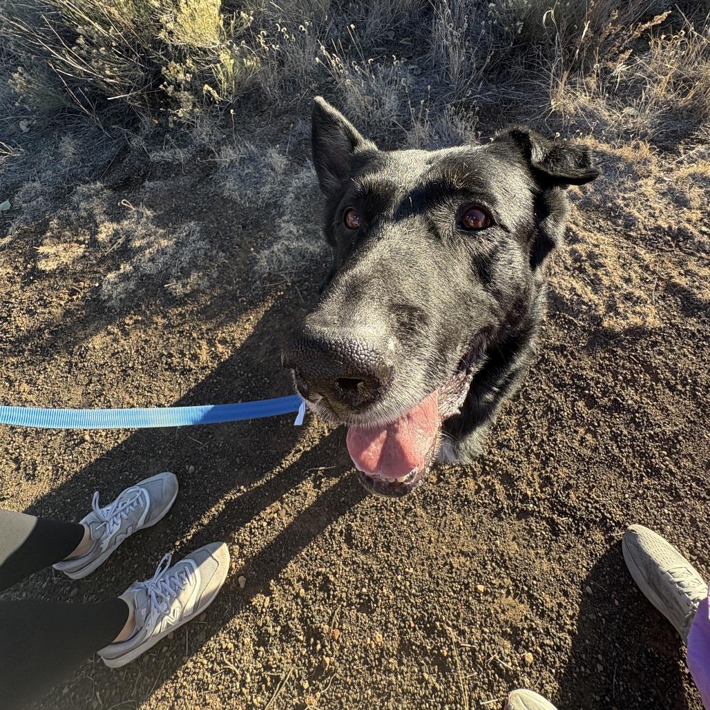 Ares - Very Intelligent!, a Adoptable German Shepherd Dog in Flagstaff, AZ image 3/6