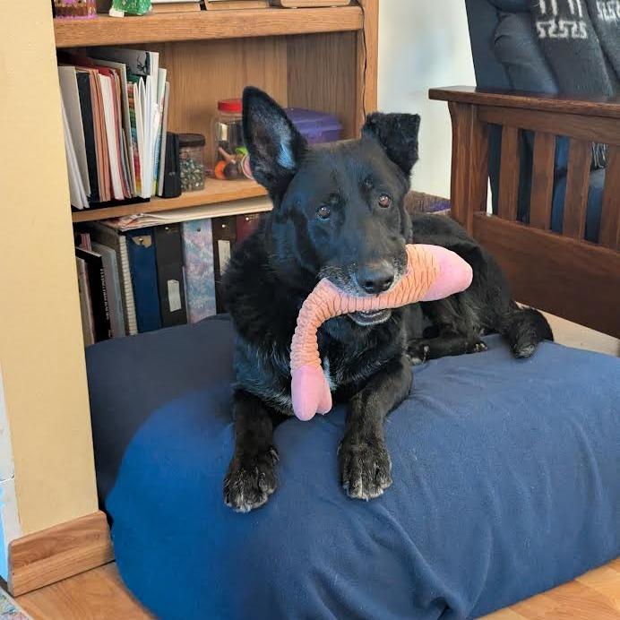 Enlarge Ares - In Foster, Very Intelligent!, a Adoptable German Shepherd Dog in Flagstaff, AZ image 3/6