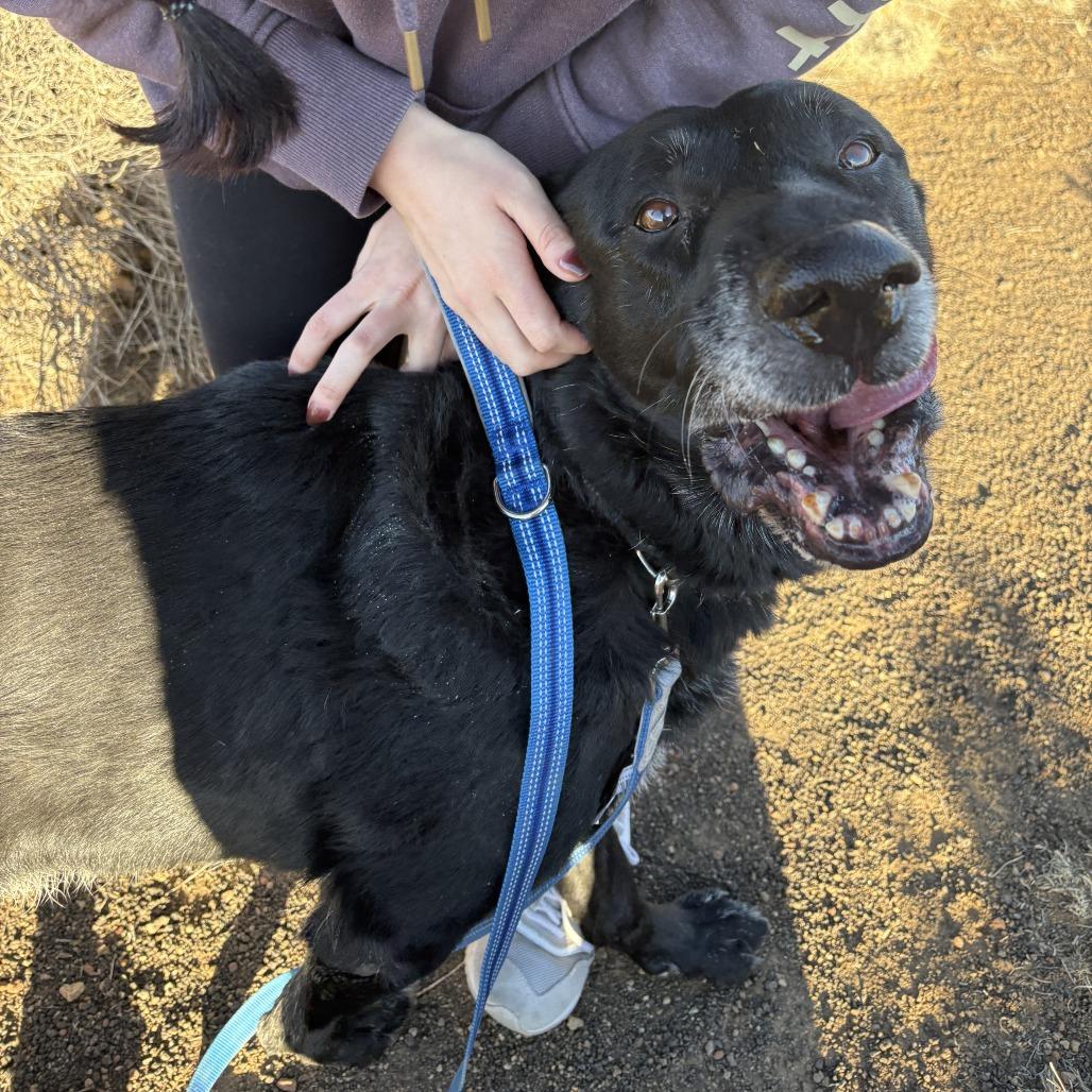 Ares - Very Intelligent!, a Adoptable German Shepherd Dog in Flagstaff, AZ image 4/6