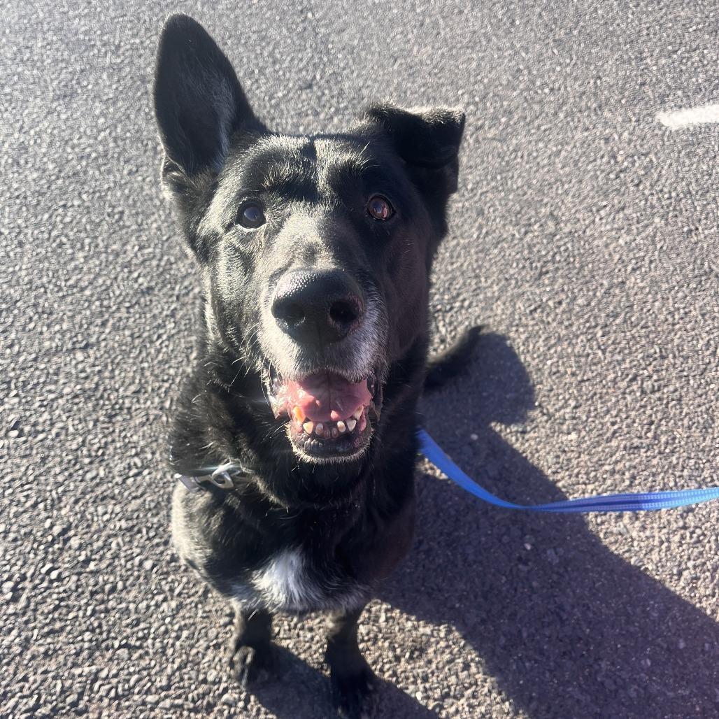 Ares - Very Intelligent!, a Adoptable German Shepherd Dog in Flagstaff, AZ image 6/6