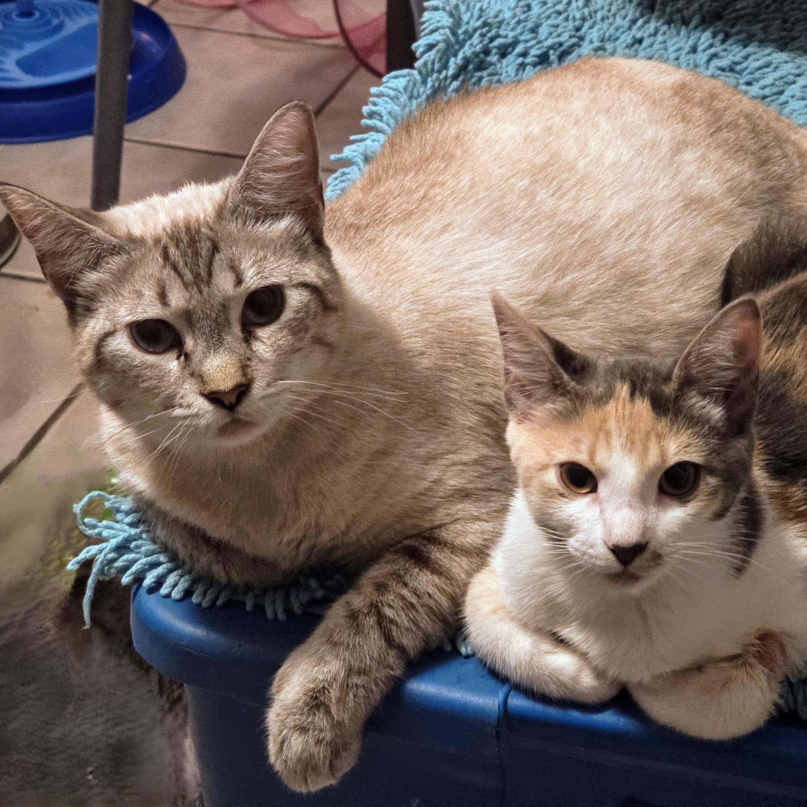 Athena, a Adoptable Domestic Short Hair in New Port Richey, FL image 3/3