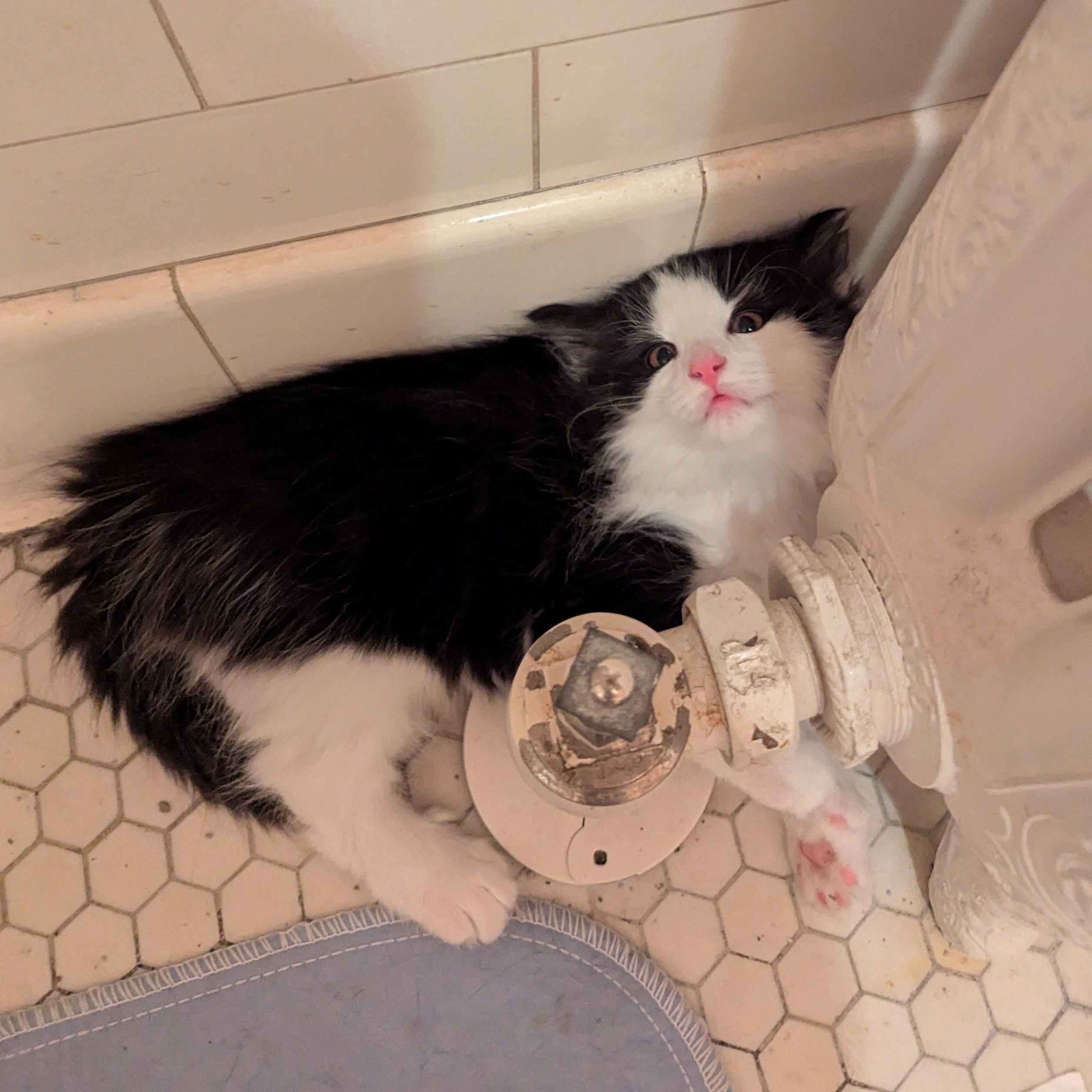 Thumbs, a Adoptable Extra-Toes Cat / Hemingway Polydactyl in Livonia, MI image 2/4