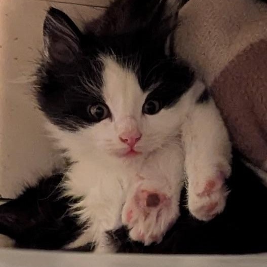 Thumbs, Adoptable, Kitten Female Extra-Toes Cat / Hemingway Polydactyl.