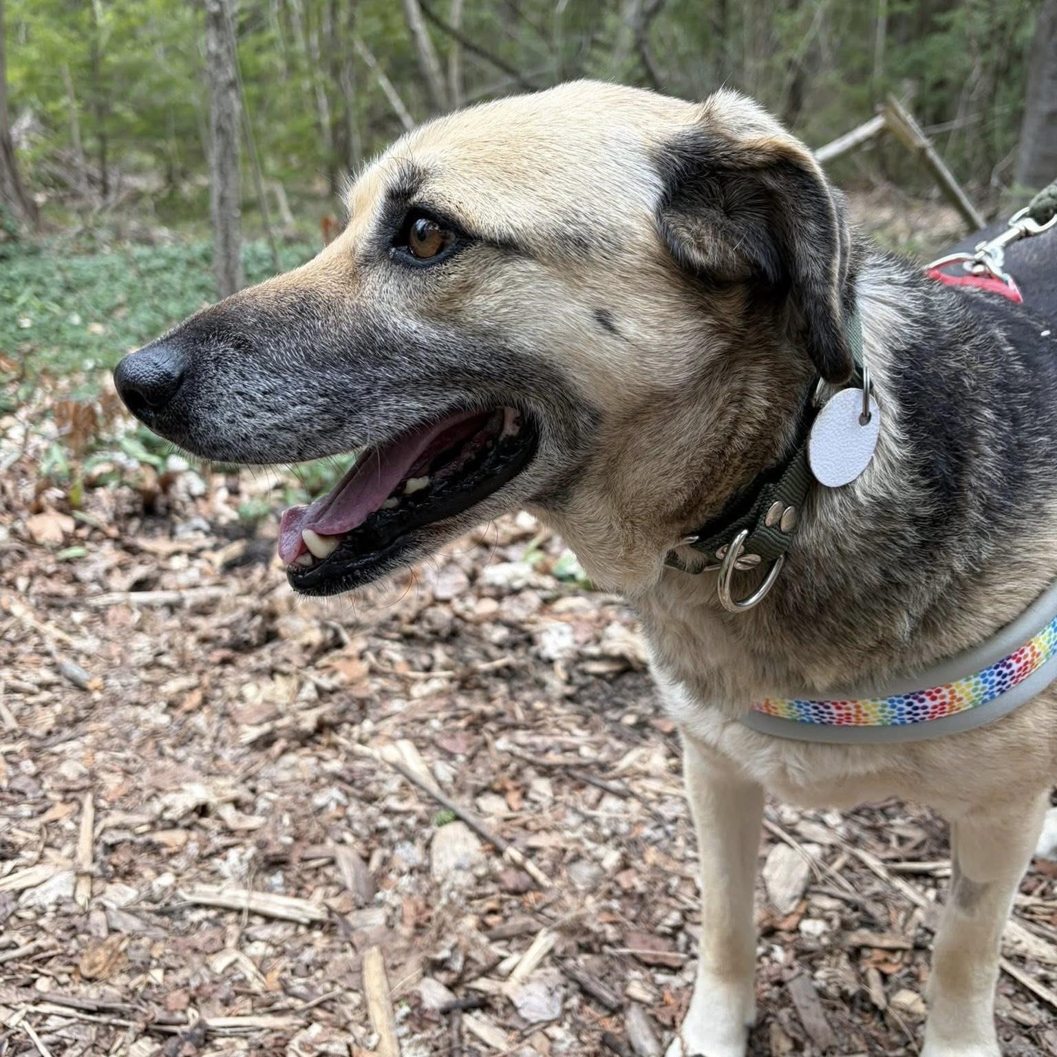 Lucassa, a Adoptable mixed breed in Maple, ON image 5/6