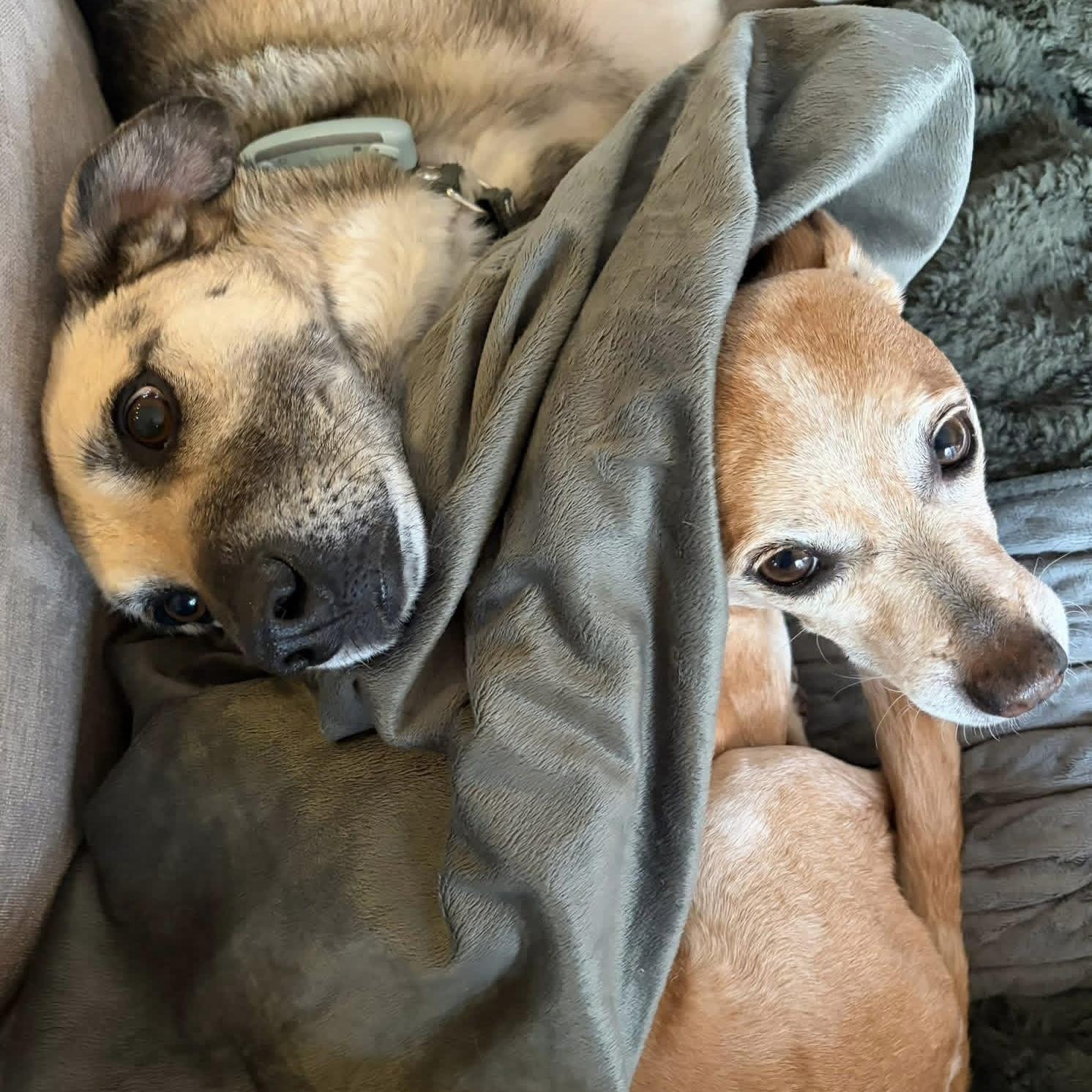 Lucassa, a Adoptable mixed breed in Maple, ON image 4/6