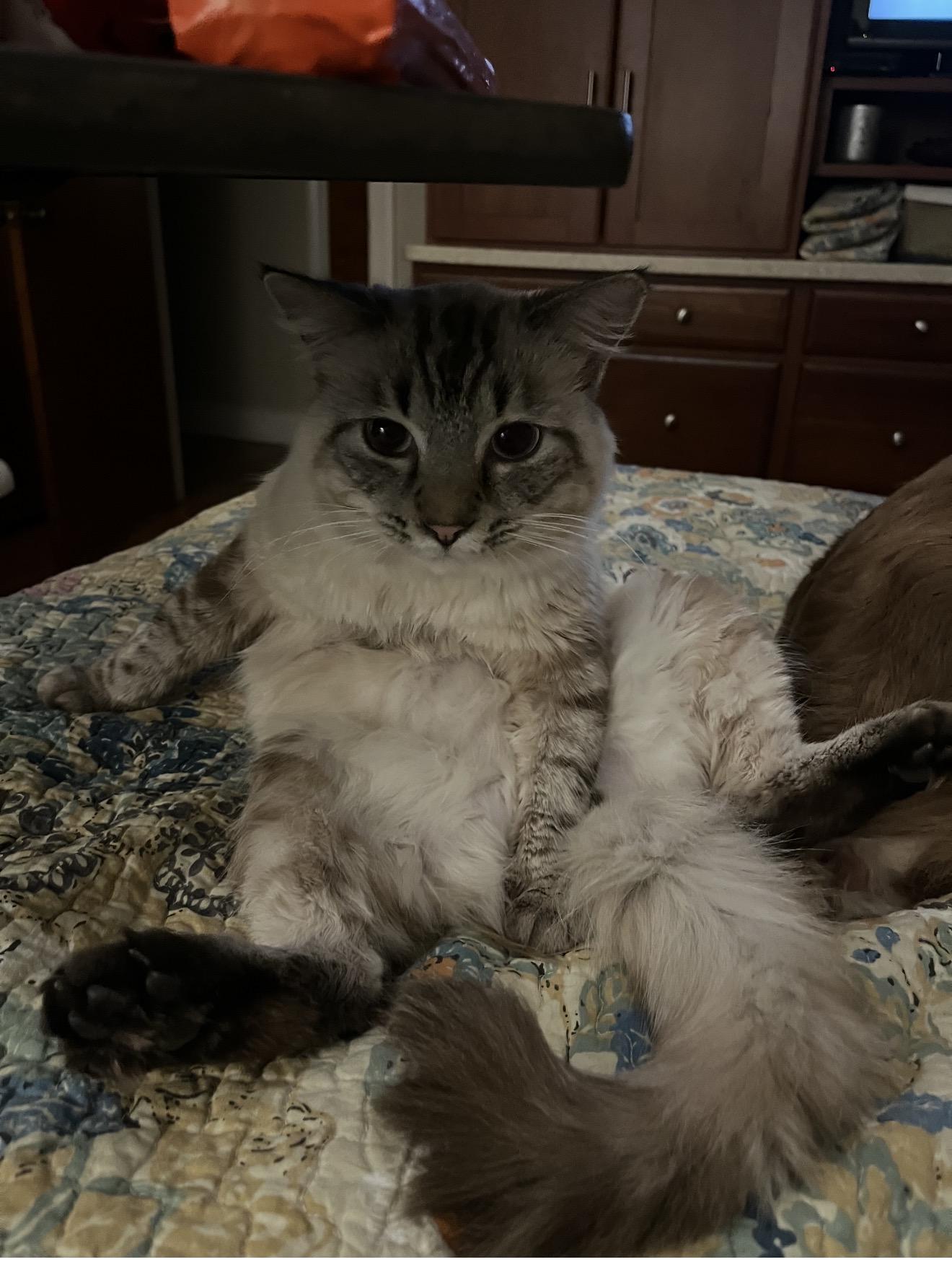 Enlarge Rex and his beloved friend Boots , an adopted Somali in Charlotte, NC image 2/5