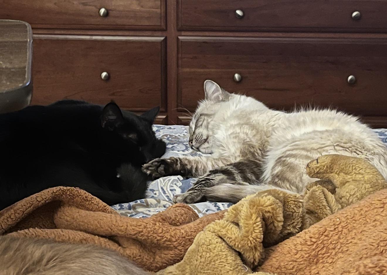 Rex and his beloved friend Boots , adopted, Adult Male Somali.