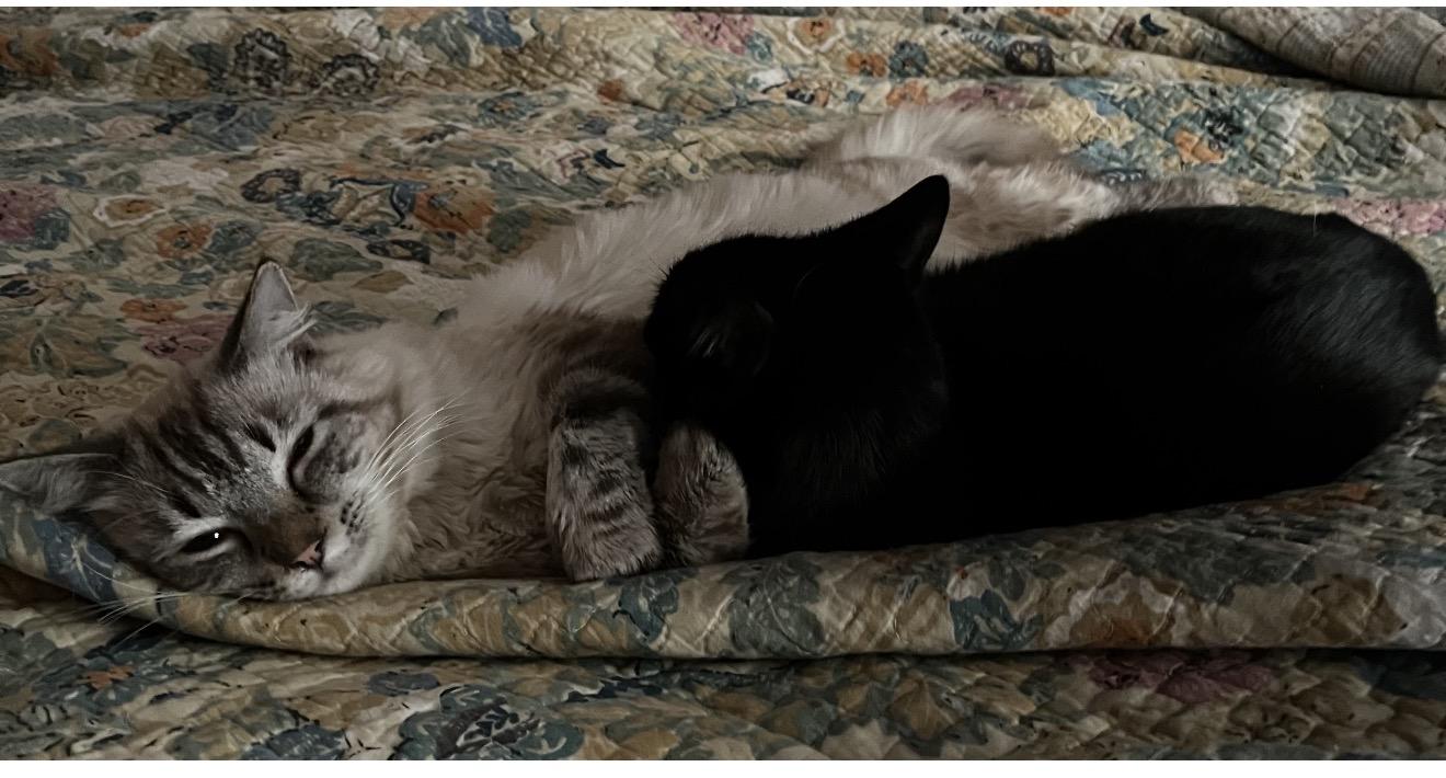 Enlarge Rex and his beloved friend Boots , an adopted Somali in Charlotte, NC image 5/5