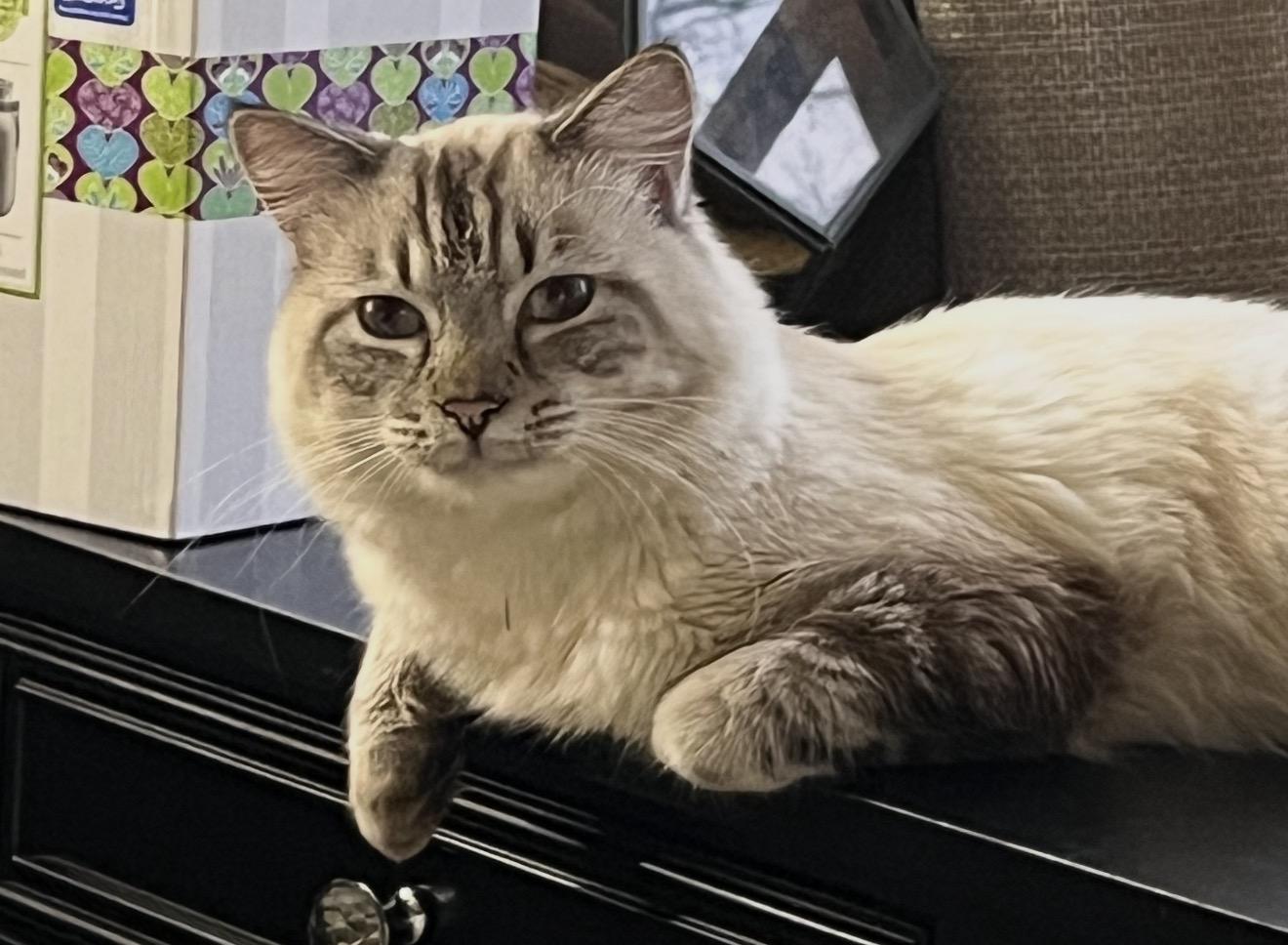 Enlarge Rex and his beloved friend Boots , an adopted Somali in Charlotte, NC image 3/5