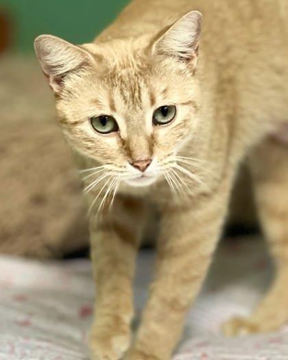 Foxy — thumbnail 2