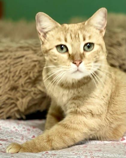 Foxy — thumbnail 3